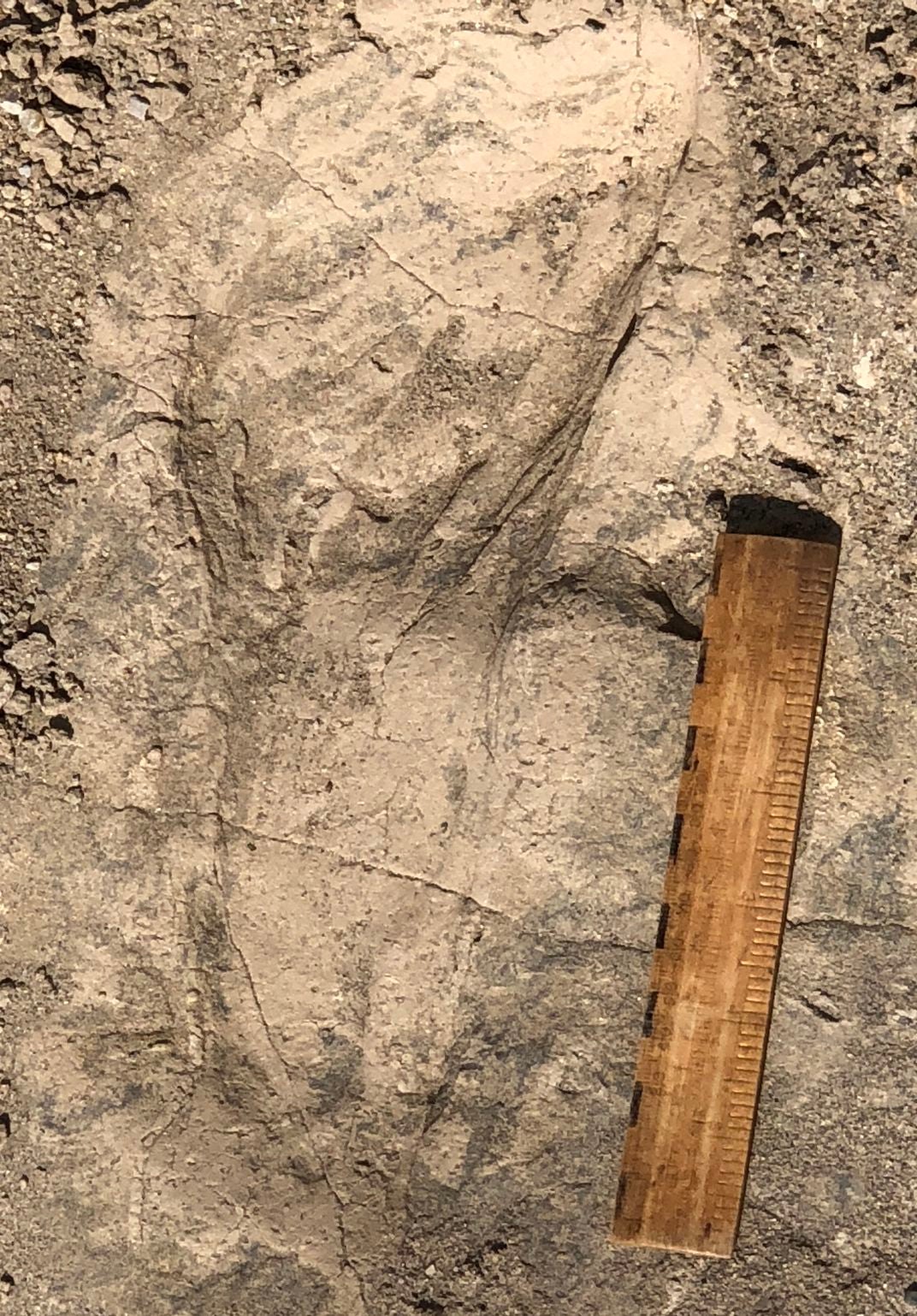 A six-inch ruler provides scale beside one of the larger hominin footprints. The track formed in soft mud before gentle shoreline currents filled it with sand, preserving the ancient impression.