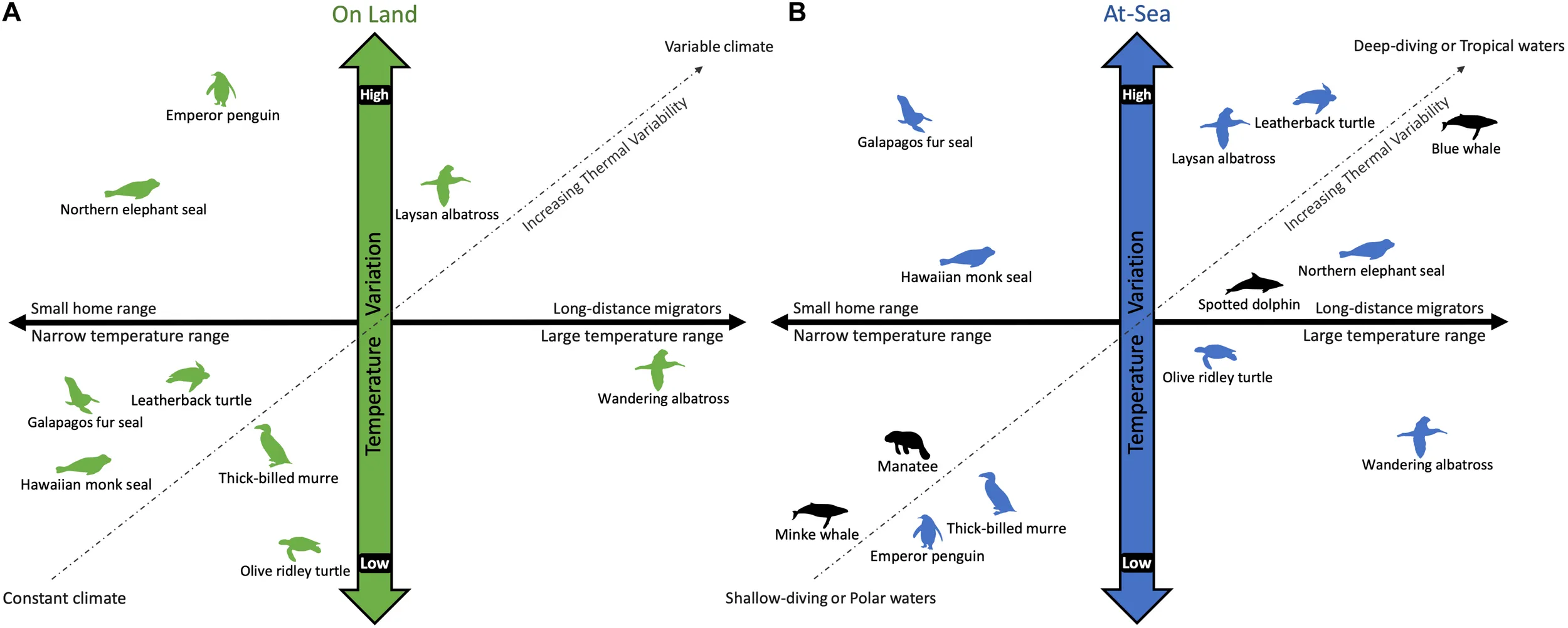 A schematic comparing the variation in temperature experienced by air-breathing marine vertebrates while on land (A) and diving at-sea (B).