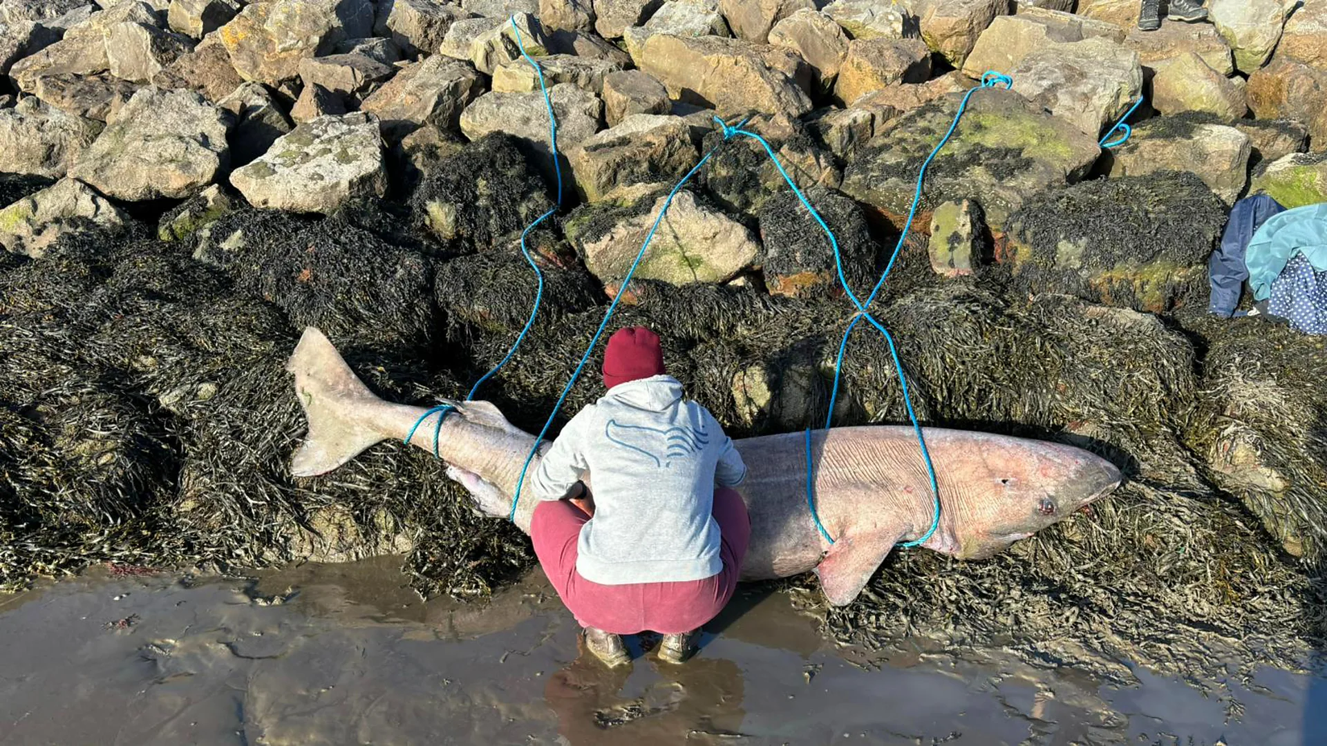 A three-metre Greenland shark lay on tidal flats in County Sligo in April 2026, far from the deep northern waters where its species usually lives