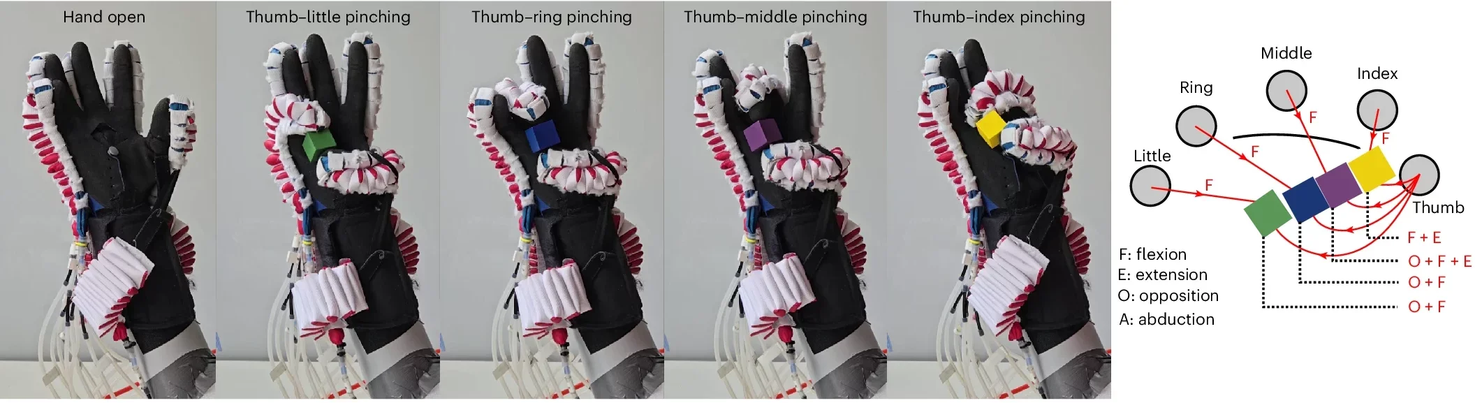 The hand exoskeleton enables high dexterity: exoskeleton pictures and simplified illustrations on preshaping and grasping.