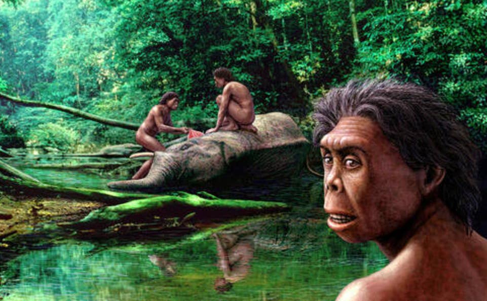 A new study suggests drought, not conflict with modern humans, may explain why Homo floresiensis vanished from Flores.