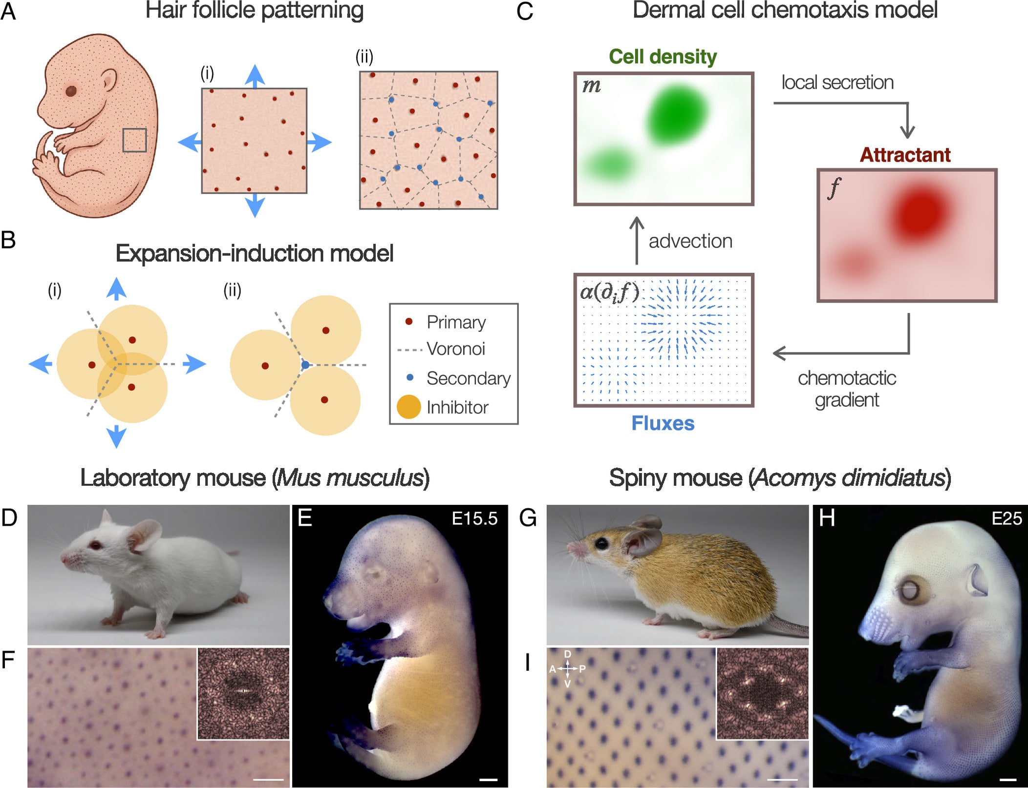 Expansion-induction model (based on positional information) vs. the self-organizational chemotaxis model of placode patterning in two rodent species.