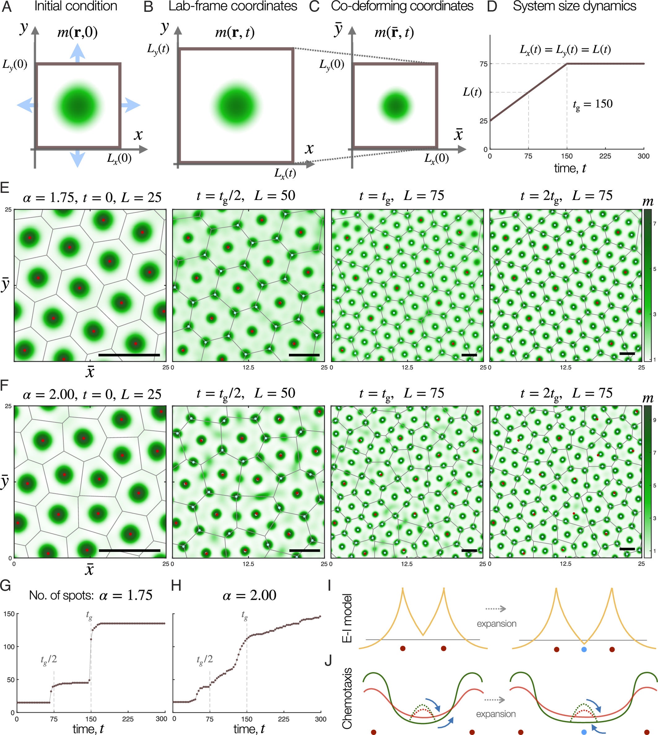 Spot insertion dynamics in the chemotaxis model under isotropic expansion.