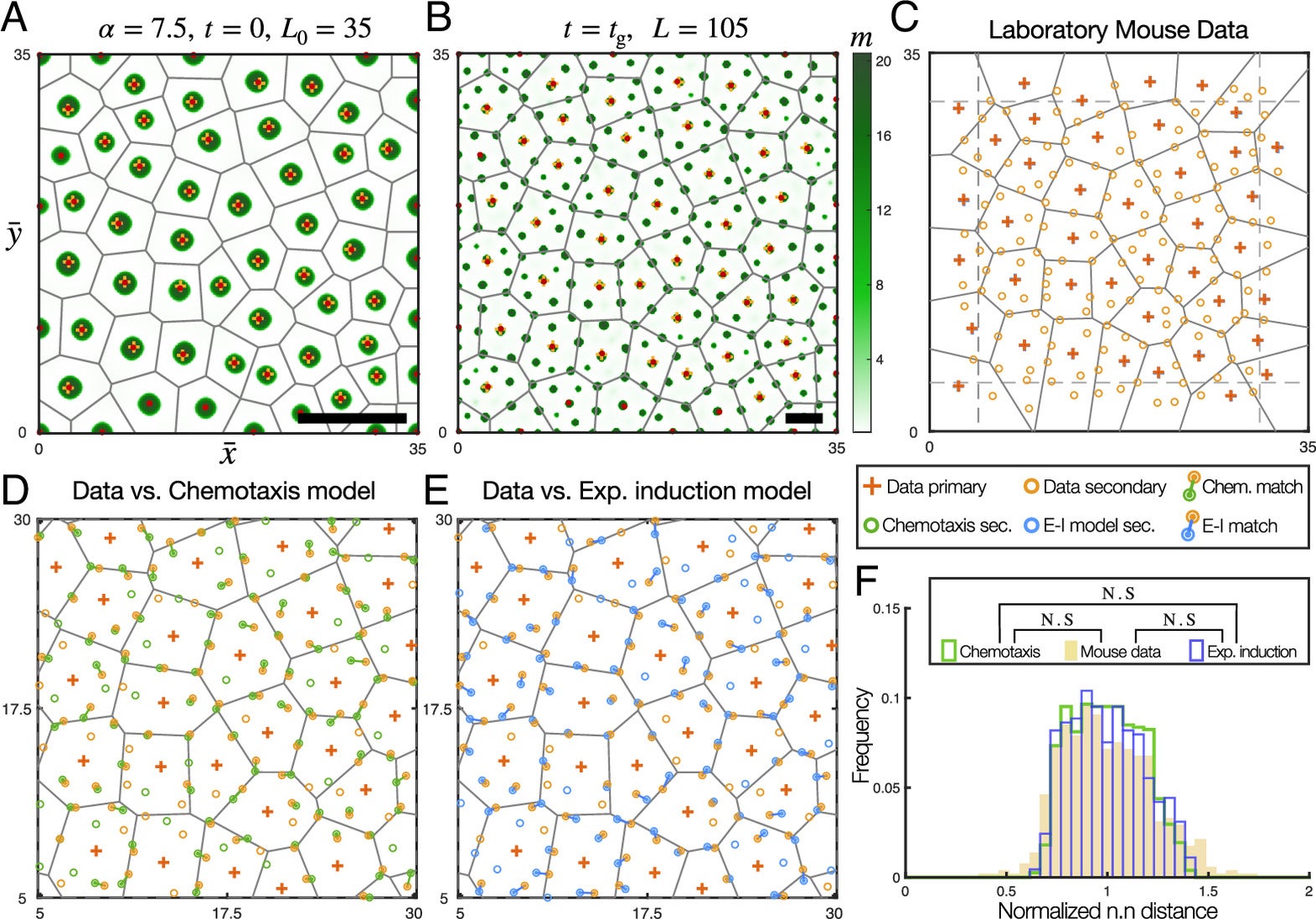 Predicting the observed embryonic laboratory mouse follicle positions with the chemotaxis and expansion-induction models.