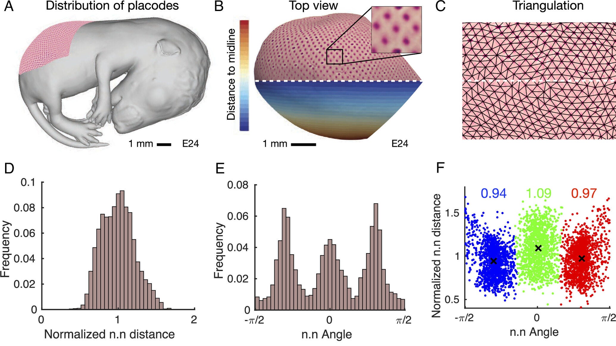 The anisotropic chemotaxis model captures follicle patterning dynamics in the spiny mouse.