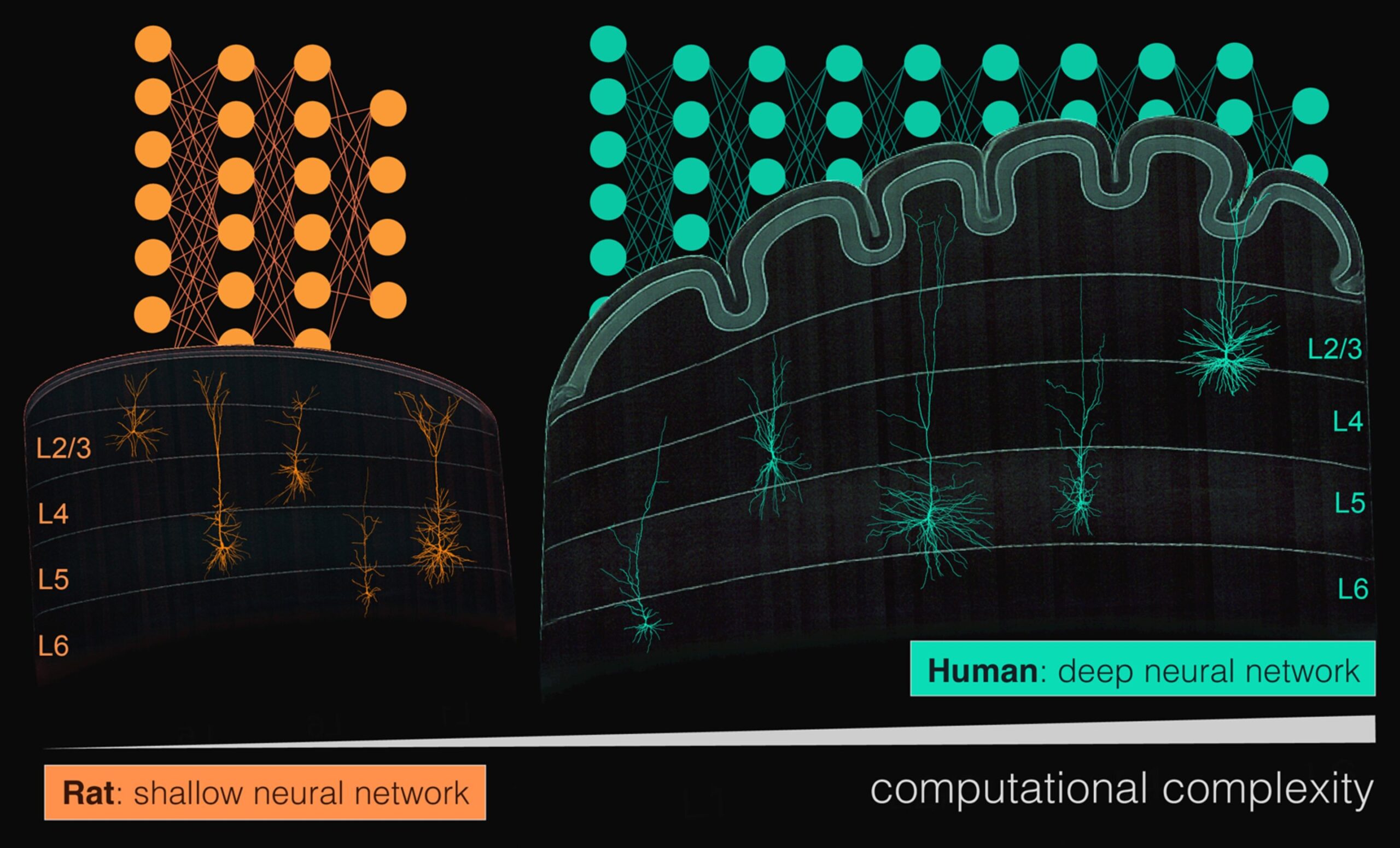 Human cortical neurons are remarkably powerful computing devices. A single human cortical neuron has computational capabilities comparable to those of a deep neural network. 