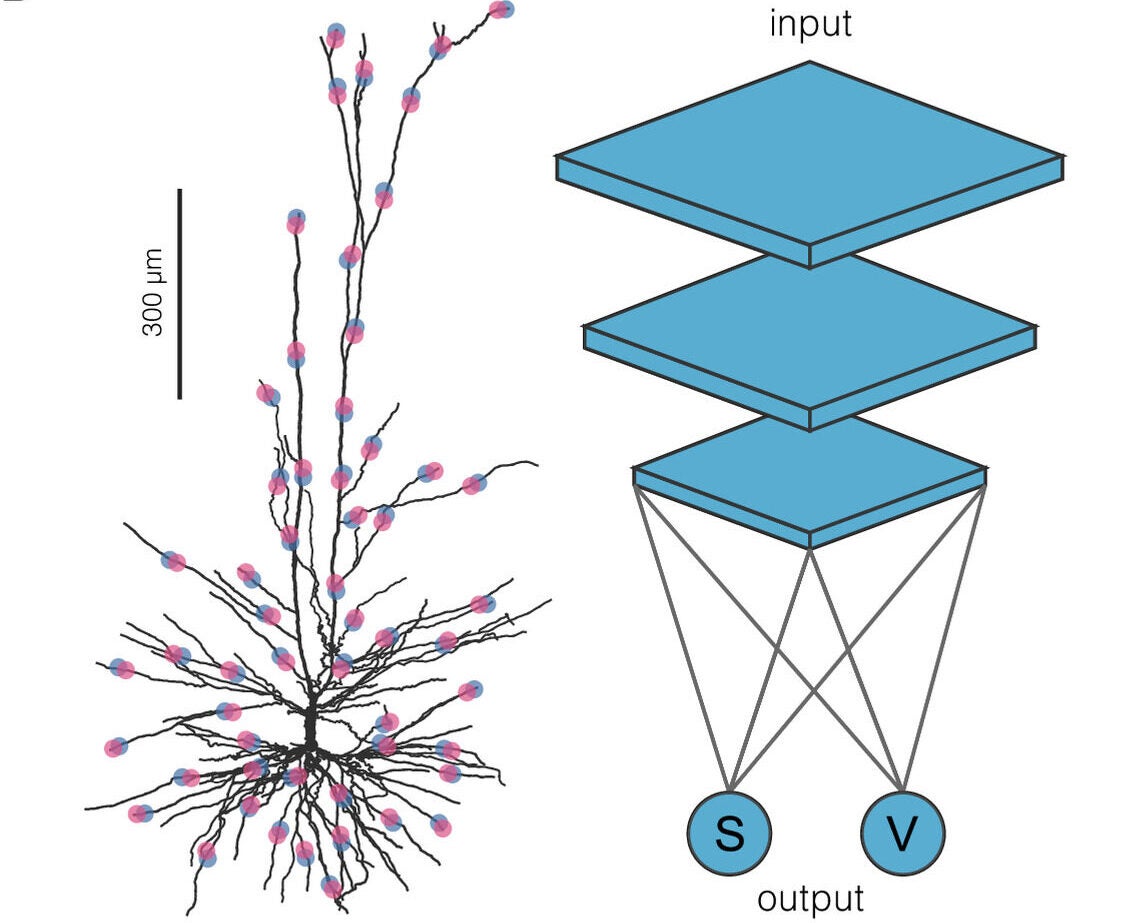 Steps in quantifying the functional complexity of neurons.