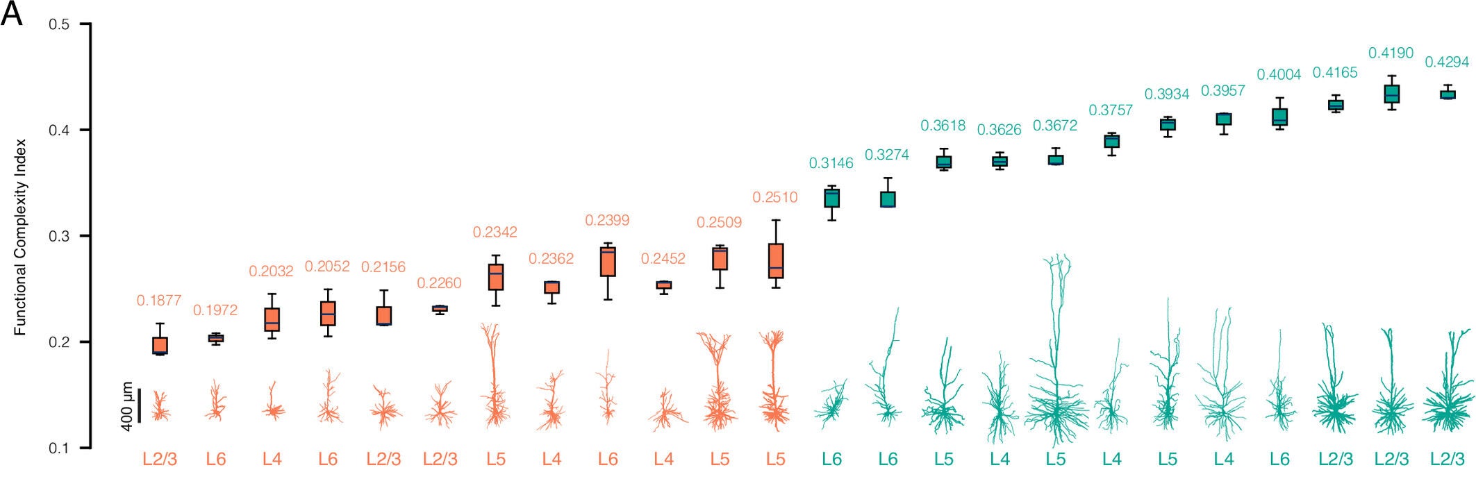 FCI scores for all 24 (12 rat in orange and 12 human in green) modeled neurons depicted alongside with their respective morphology 