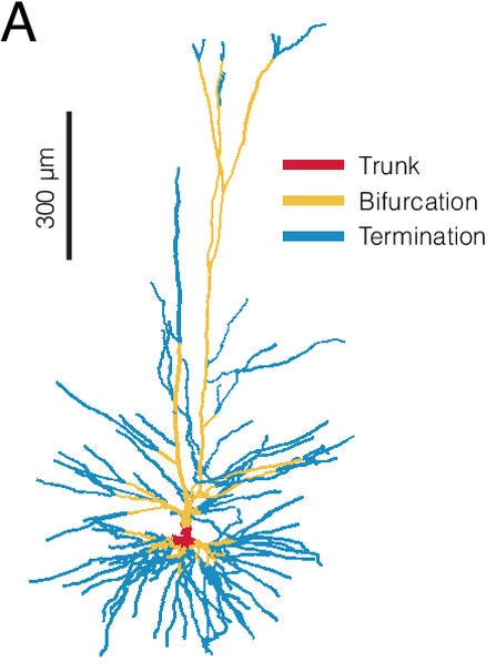 Human layer 2/3 dendritic tree colored by three dendritic subtrees (trunk, bifurcation, and termination).