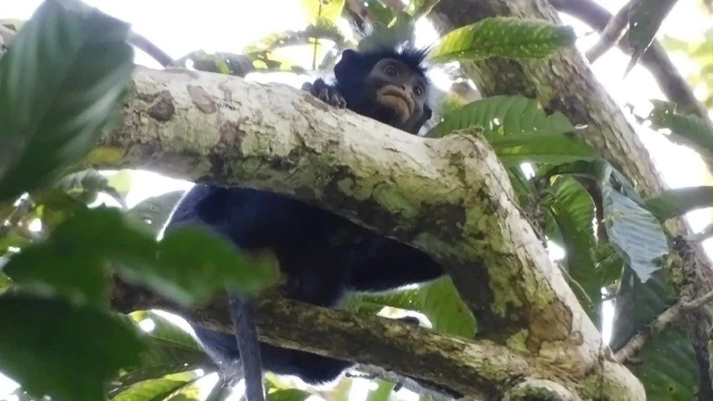 A newly identified monkey species in Congo’s rainforest reveals how much of Earth’s biodiversity remains unknown.