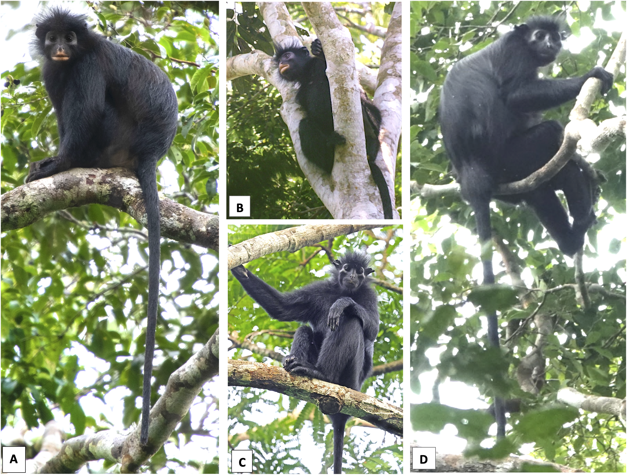 Colobus congoensis and C. satanas in life.