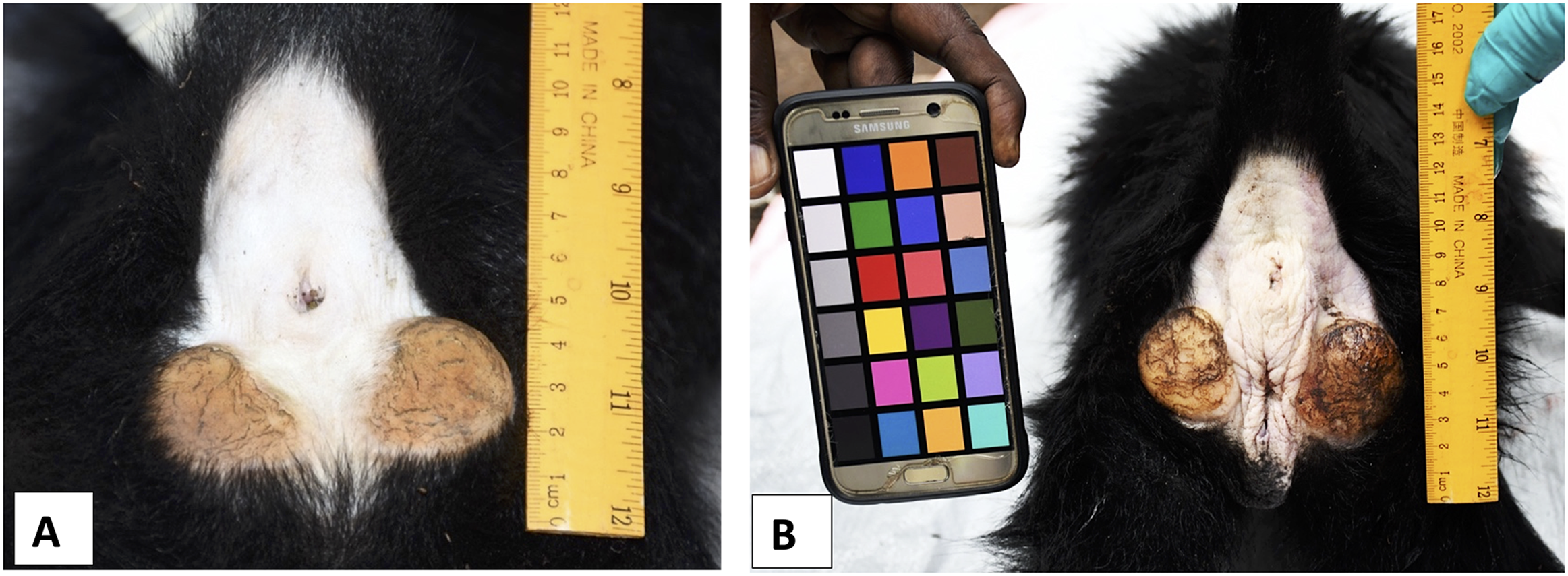 Colobus congoensis perianal patch.