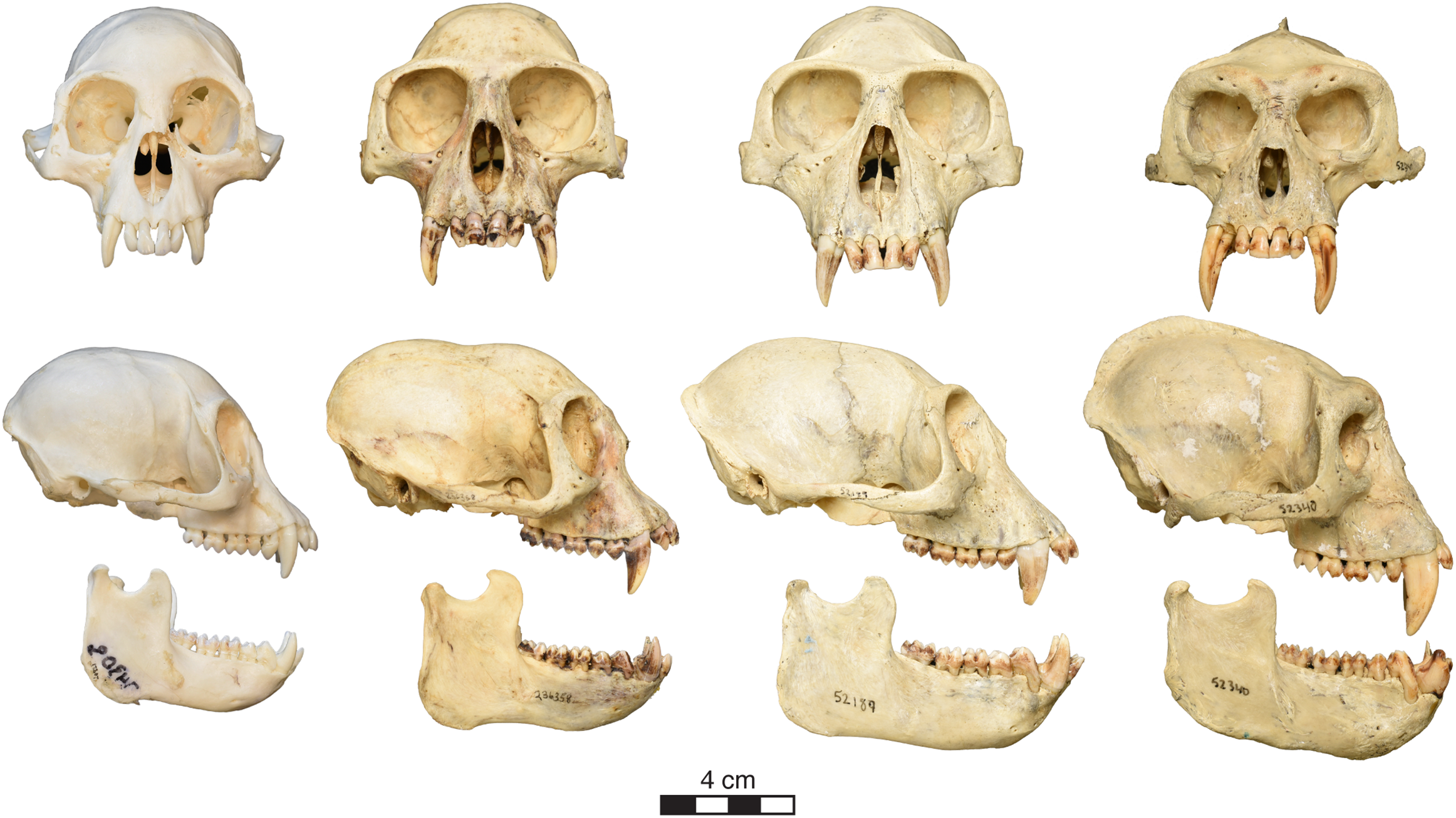 Holotype of C. congoensis compared with other African colobines.
