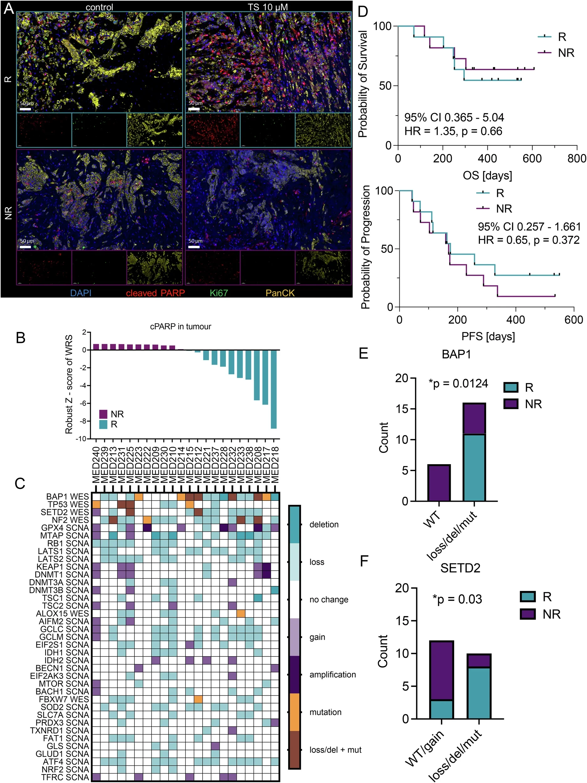 Antitumor activity of thiostrepton (TS) in a co-clinical PDE model of mesothelioma.