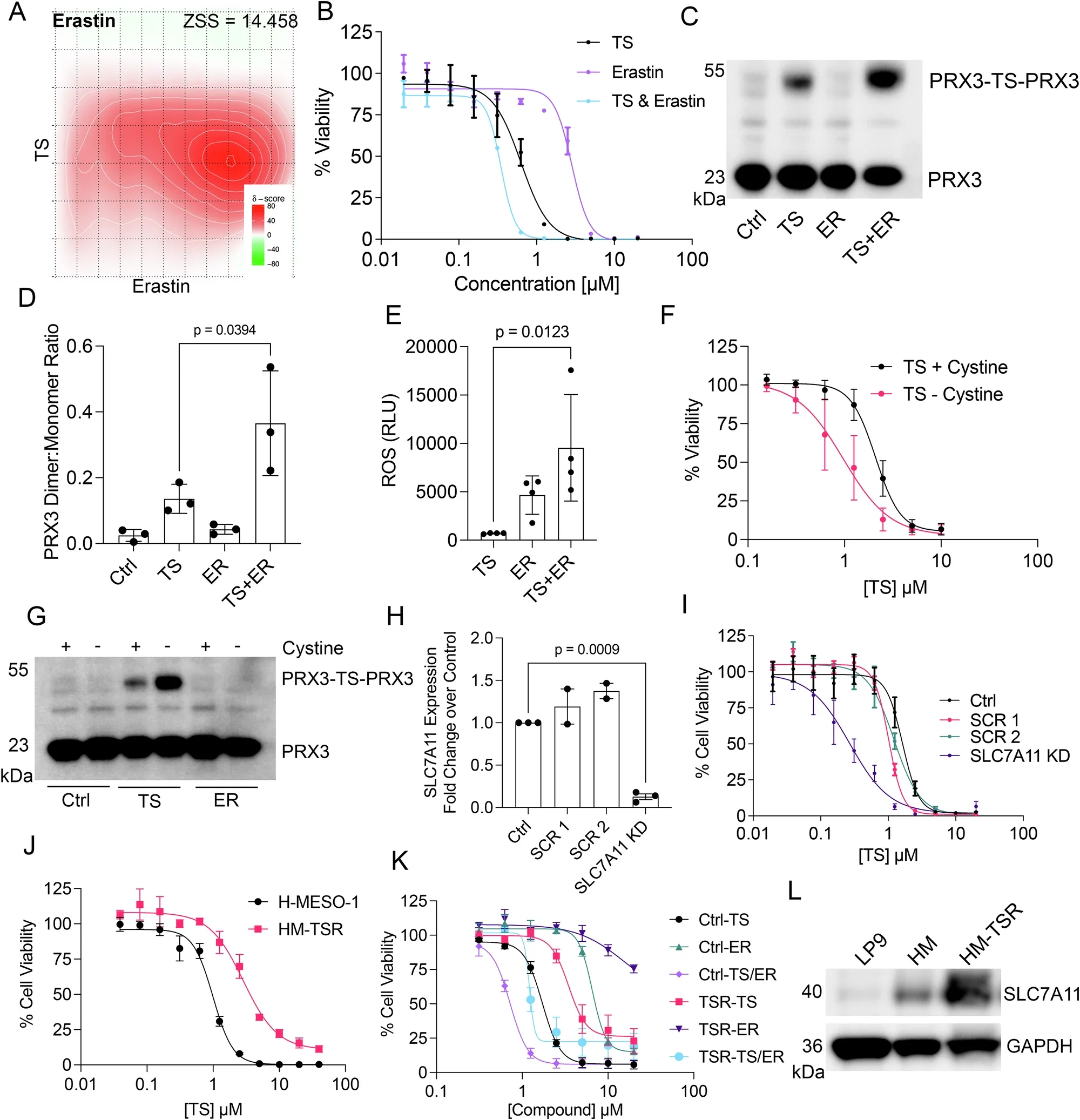 SLC7A11 - A putative biomarker of thiostrepton resistance.