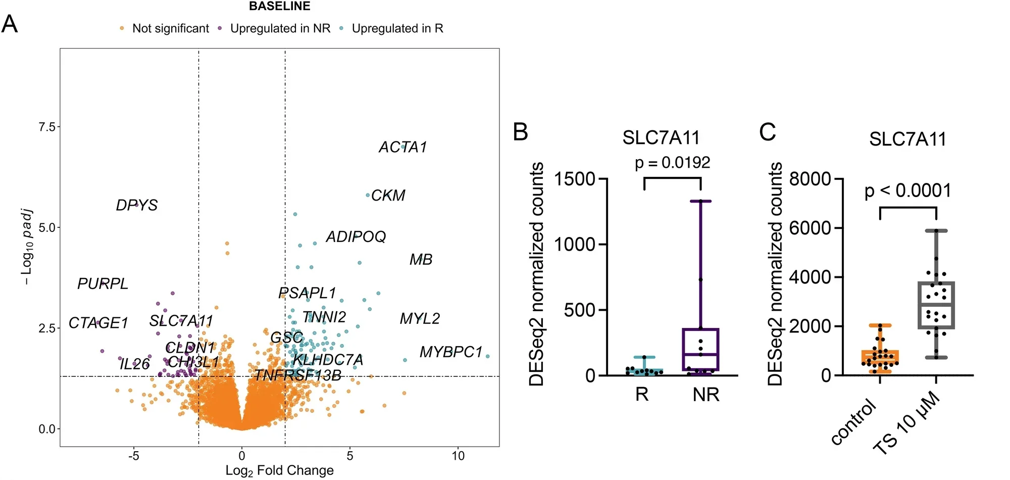 SLC7A11 expression is associated with reduced TS-induced apoptosis in mesothelioma PDEs.