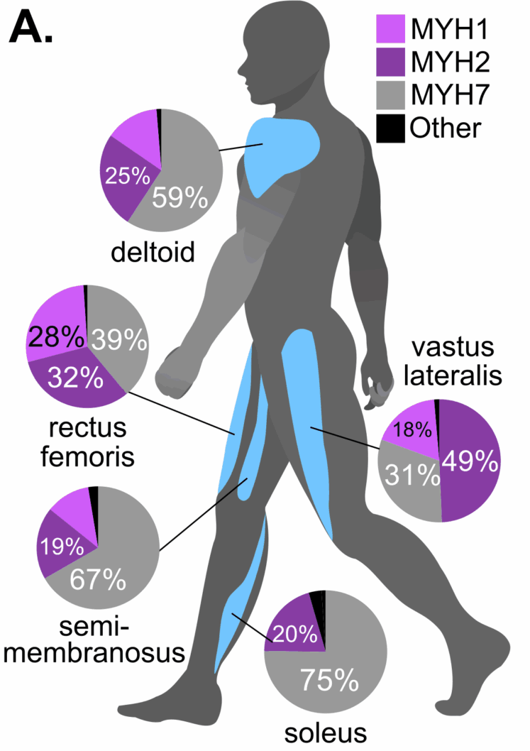 Evolution of skeletal muscle MYH genes and subfamilies.