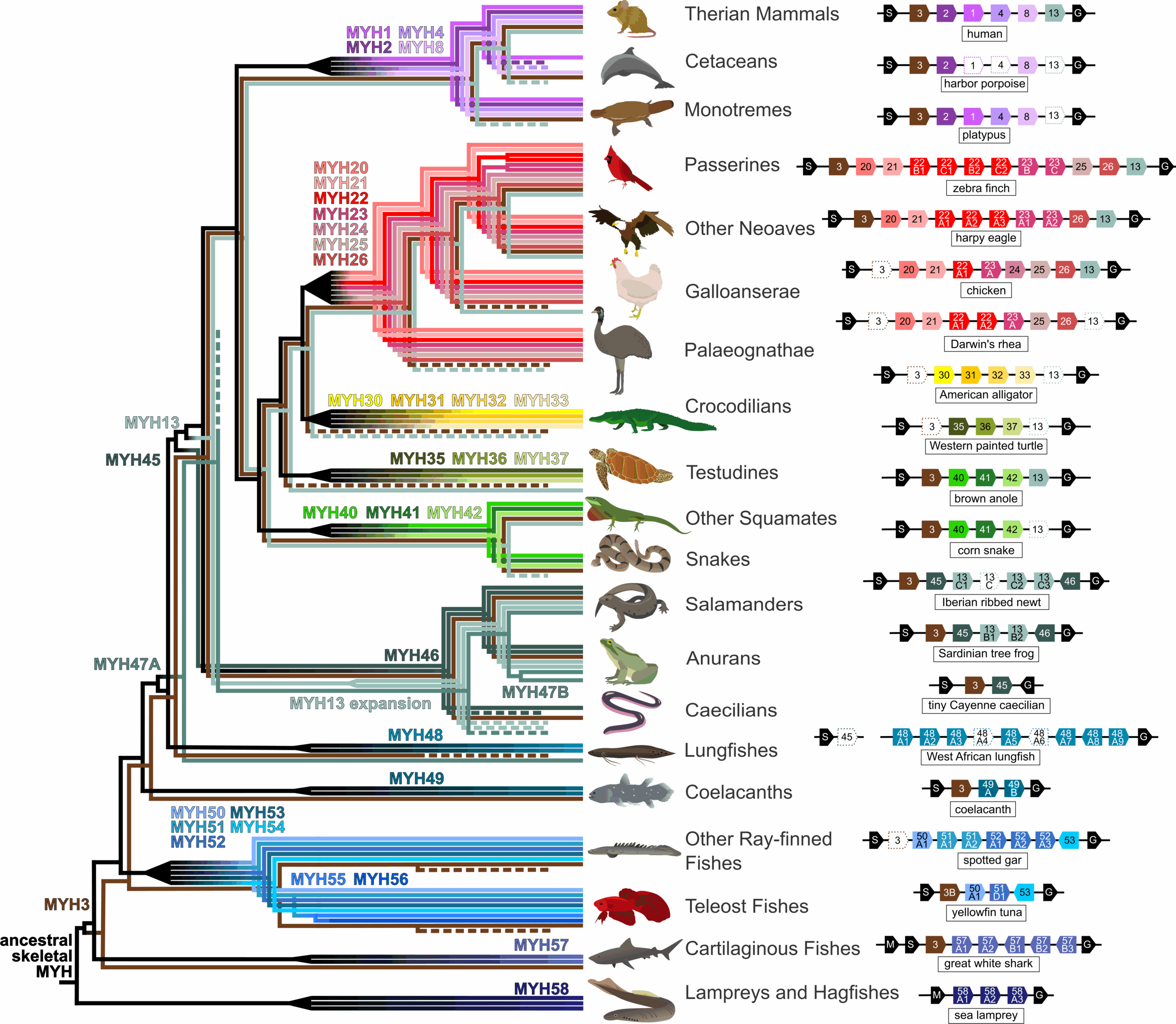 Core skeletal muscle MYH proteins are not one-to-one related among vertebrate classes. 
