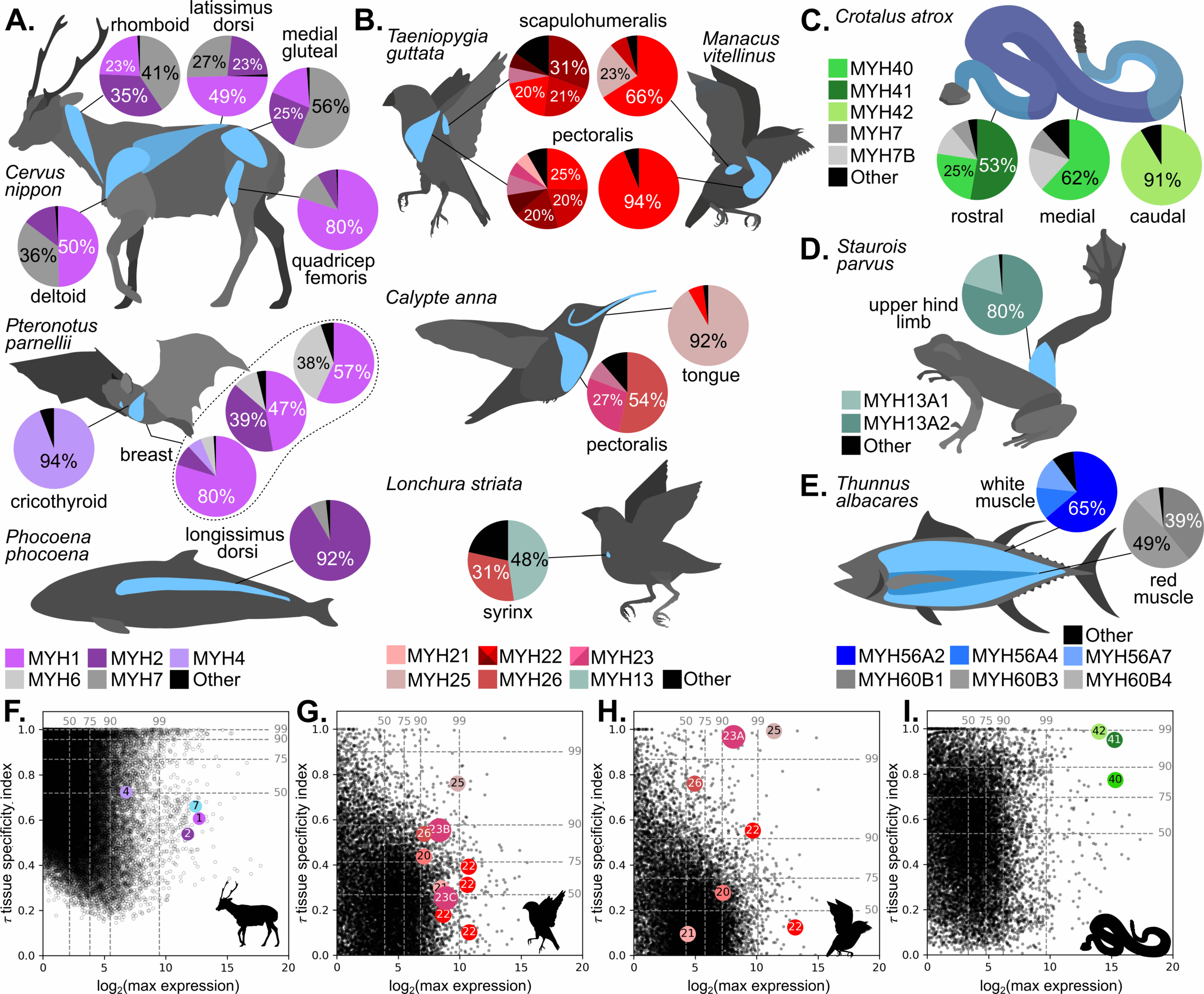 MYH genes show variable expression in muscles across vertebrates. 