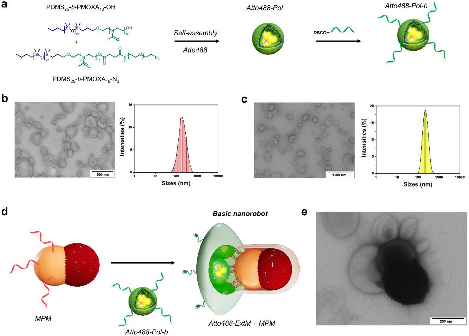 Self-organization of a magnetic propulsion and a fluorescent extension module into a basic nanorobot mediated by DNA hybridization.