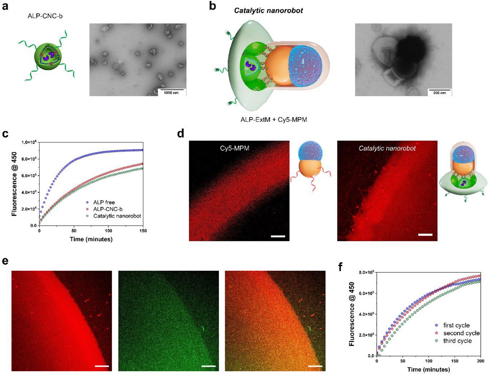 Integrating magnetically controlled movement, imaging, and enzymatic activity by modular assembly of catalytic nanorobots.