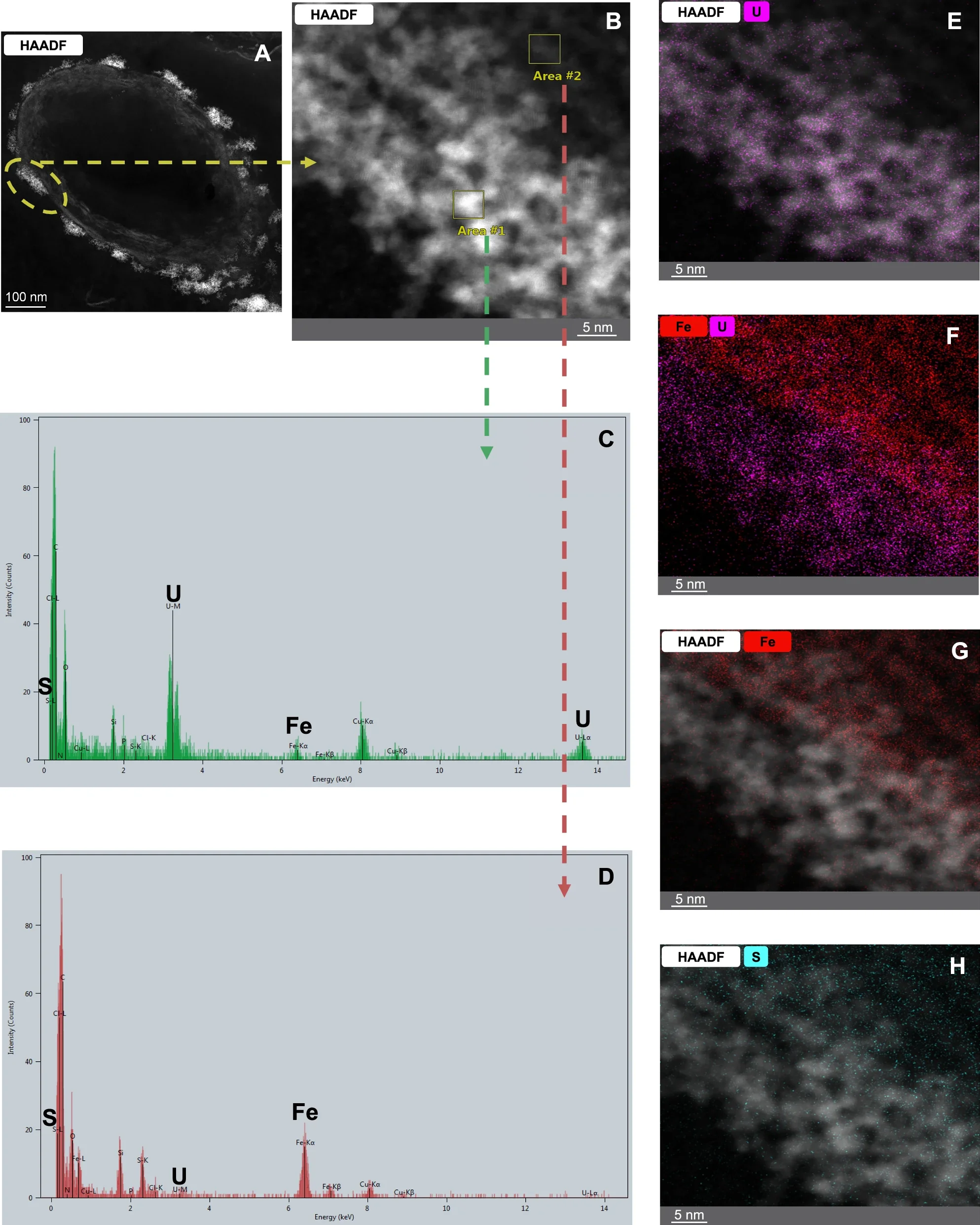 HAADF-STEM imaging and elemental mapping of U precipitates.