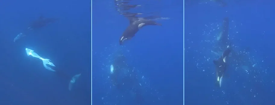 Stills from video documenting the hold-to-ram behavior observed among orcas in the Gulf of California.