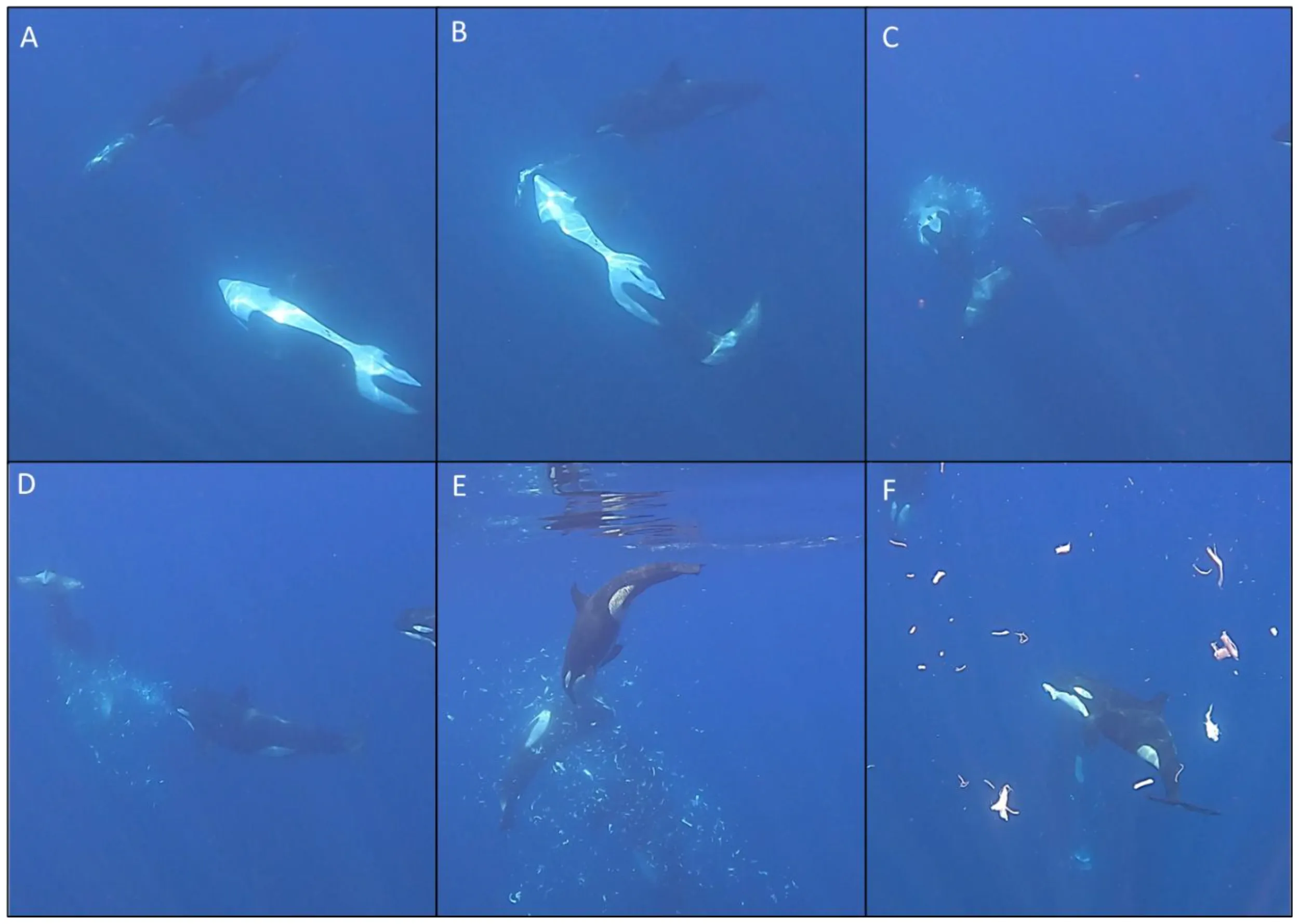 Orca ‘ram-to-fragment’ foraging strategy on sharp-tail sunfish (Masturus lanceolatus).(A) Female adult swims with molid in mouth. (B) Female orca releases molid as the male adult hits it with impact. (C) Part of molid fragments. (D) Juvenile orca enters frame. (E) Juvenile orca swims into the fragments. (F) Juvenile orca starts to consume the molid fragments.