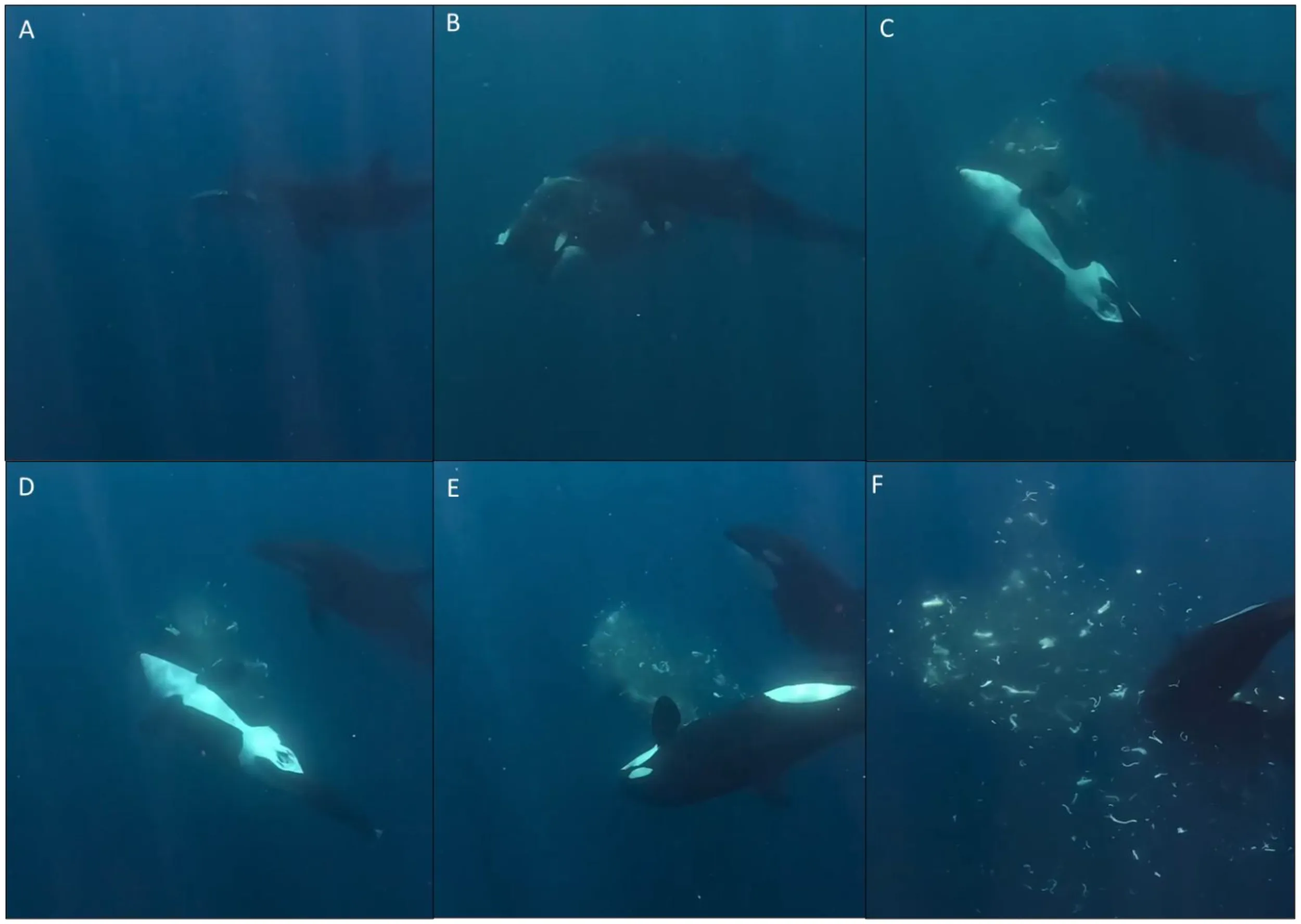 Orca ‘ram-to-fragment’ foraging strategy on sharp-tail sunfish (Masturus lanceolatus).(A) Orca holds molid in mouth. (B) A second orca rams the molid with impact. (C, D) Orca flips ventral side up. (E) Part of molid tissue fragments. (F) Fragments are scattered throughout the water column.
