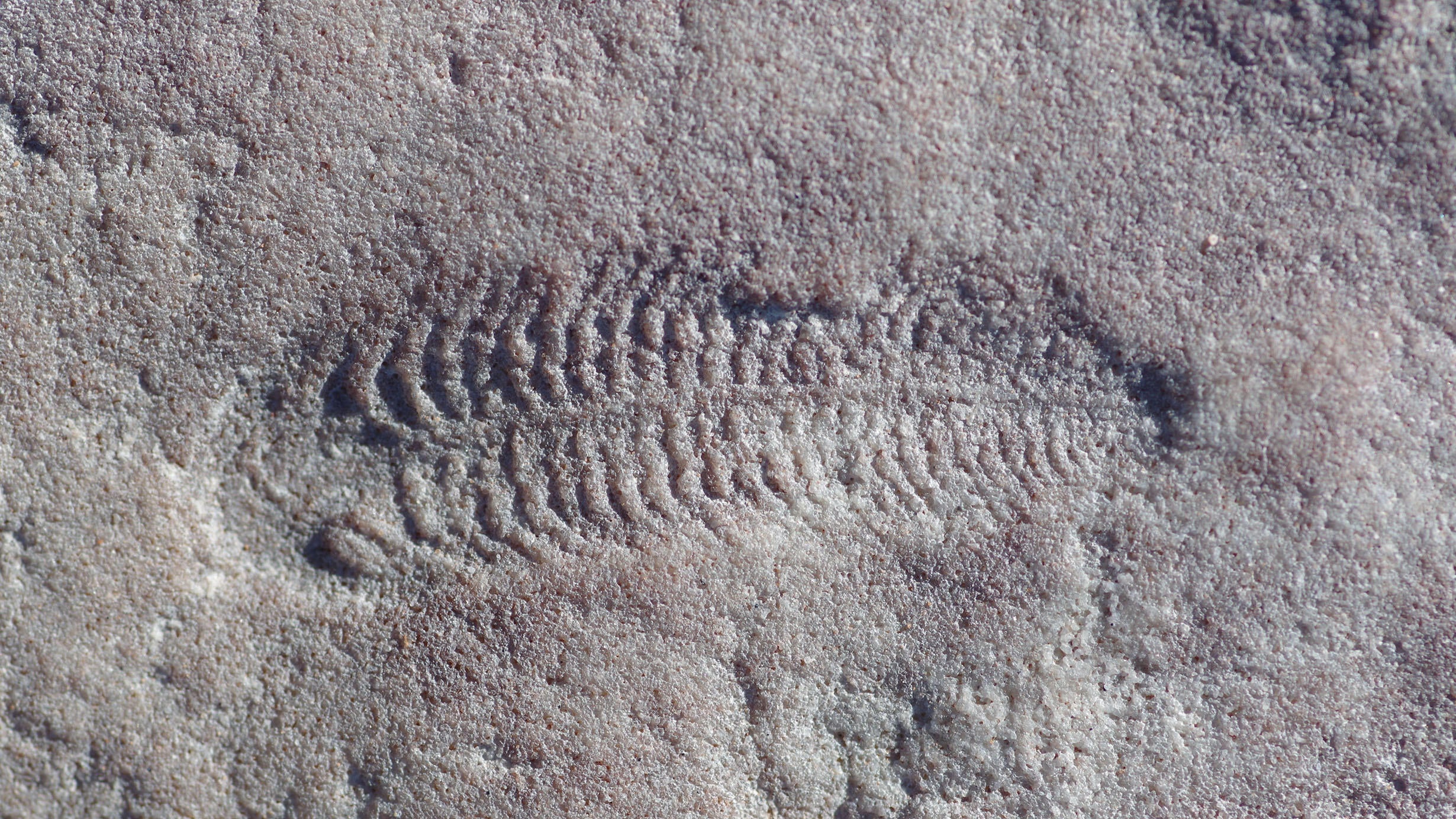 Fossils of Spriggina floundersi collected in South Australia. Because these fossils preserve mirror-image impressions of the original animals, a leftward bend in the rock represents an animal that bent to the right in life. 