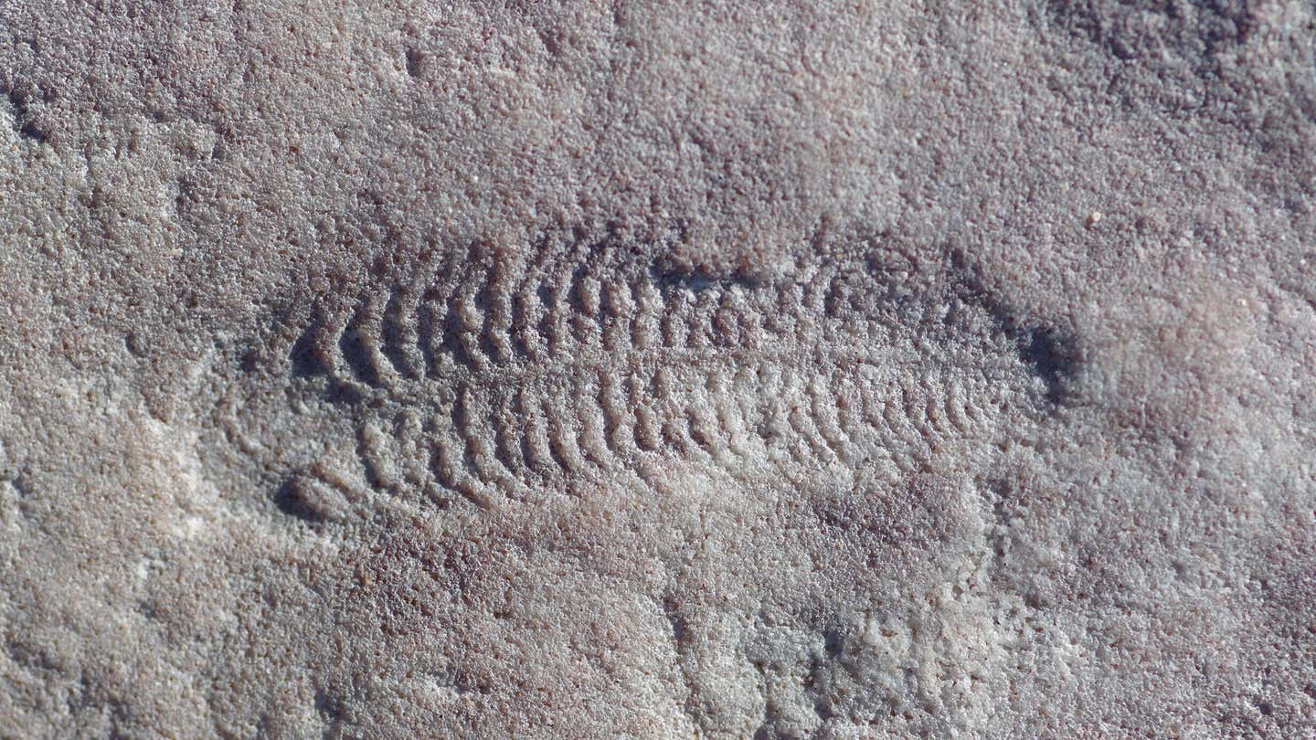 Fossils of Spriggina floundersi collected in South Australia. Because these fossils preserve mirror-image impressions of the original animals, a leftward bend in the rock represents an animal that bent to the right in life.