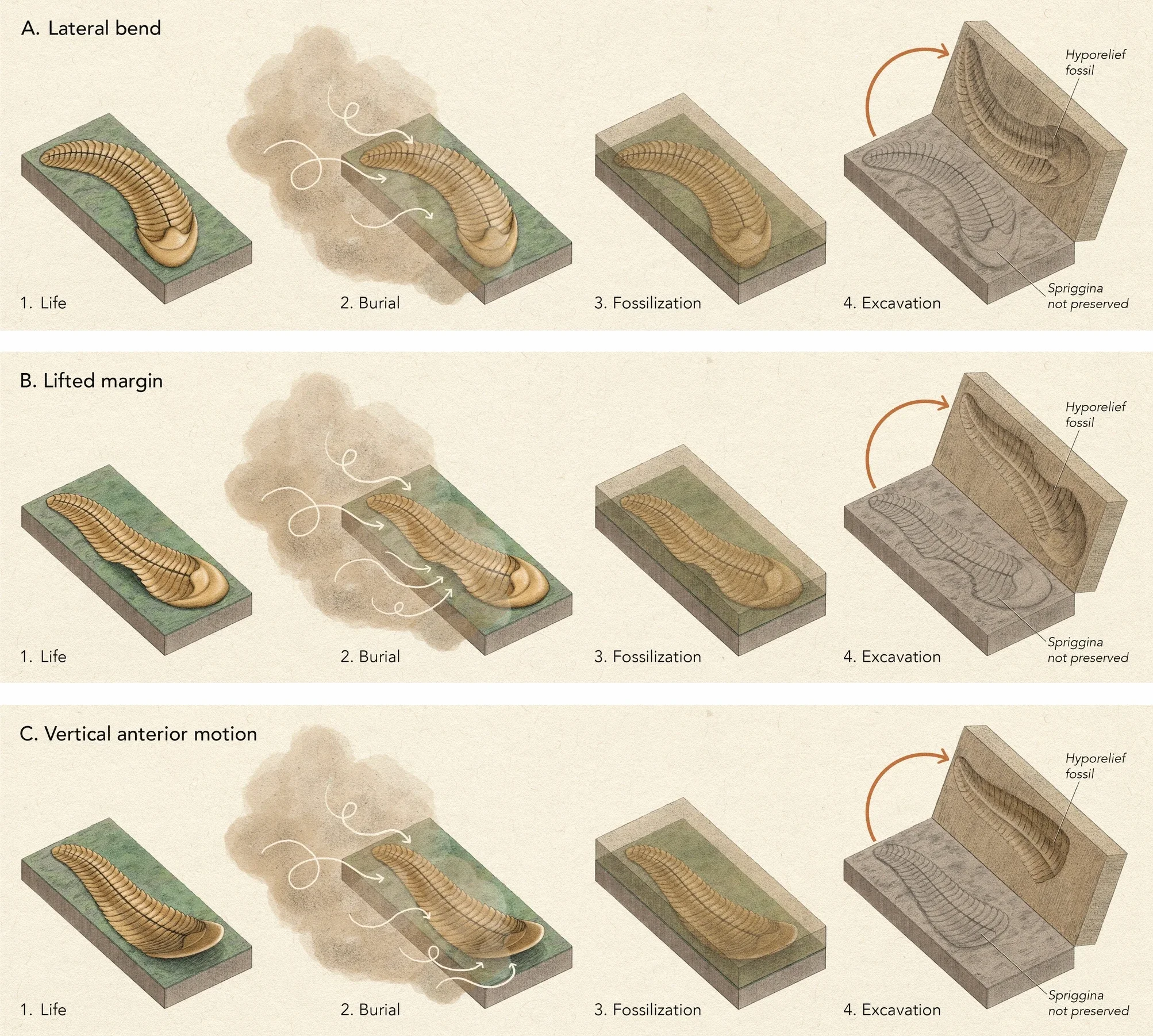 Cartoon illustrating interpretations of different features of Spriggina. These span live organisms (1) through burial (2) fossilization (3) and excavation/discovery (4), and include: (A) lateral bends, (B) lifted margins, and (C) vertical motion of the anterior.