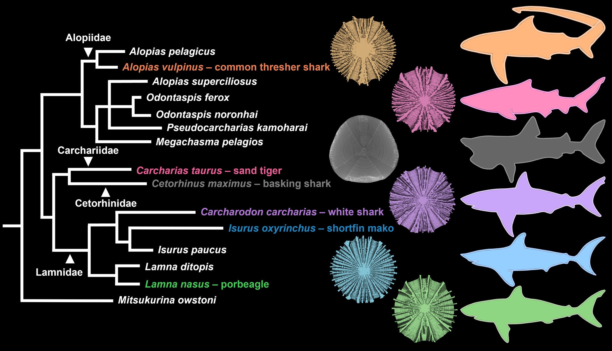 Phylogenetic tree of lamniform sharks.