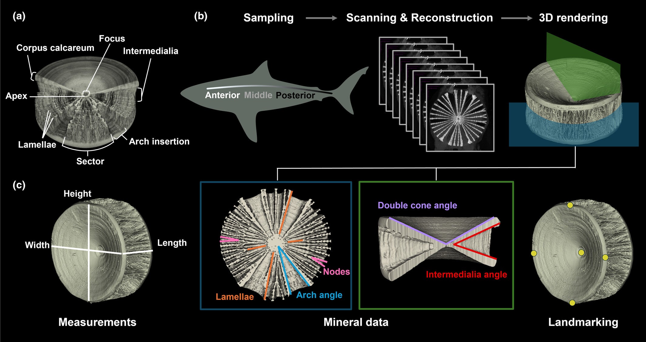 Lamniform shark vertebral morphology and mineral data collection workflow. 