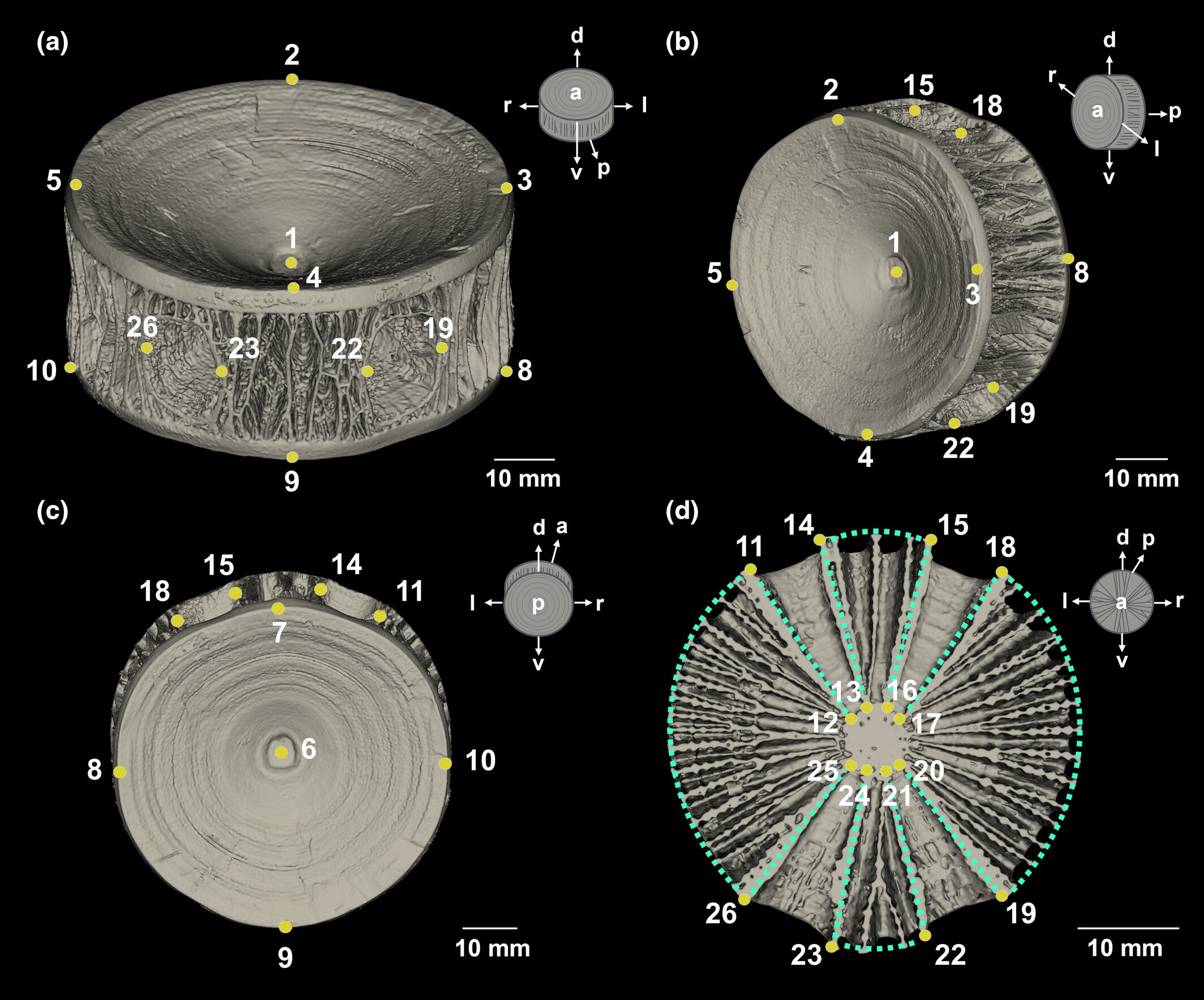 Landmarking placement for geometric morphometric analysis.