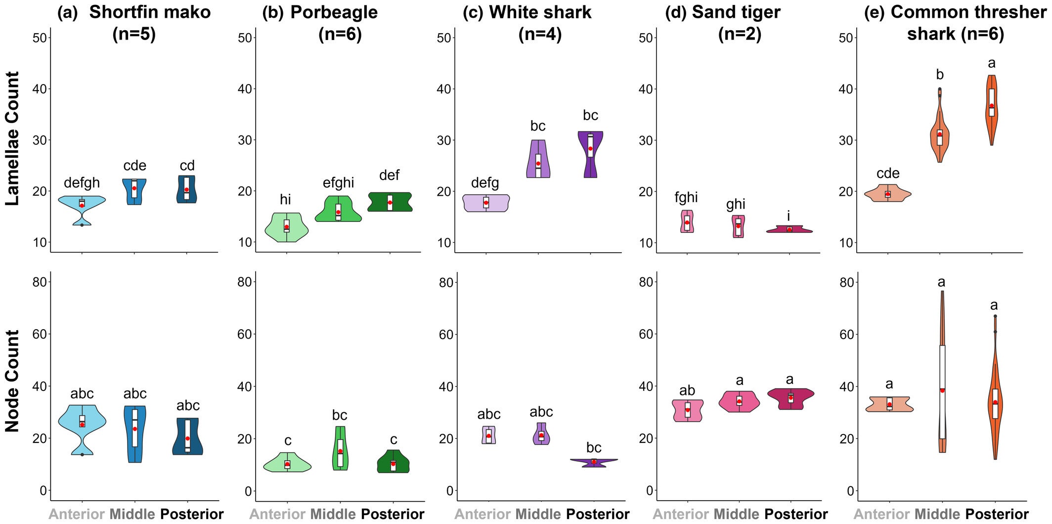 Lamellae and node counts across body regions for 5 lamniform species (a–c: Lamnids, d, e: Non-lamnids). 