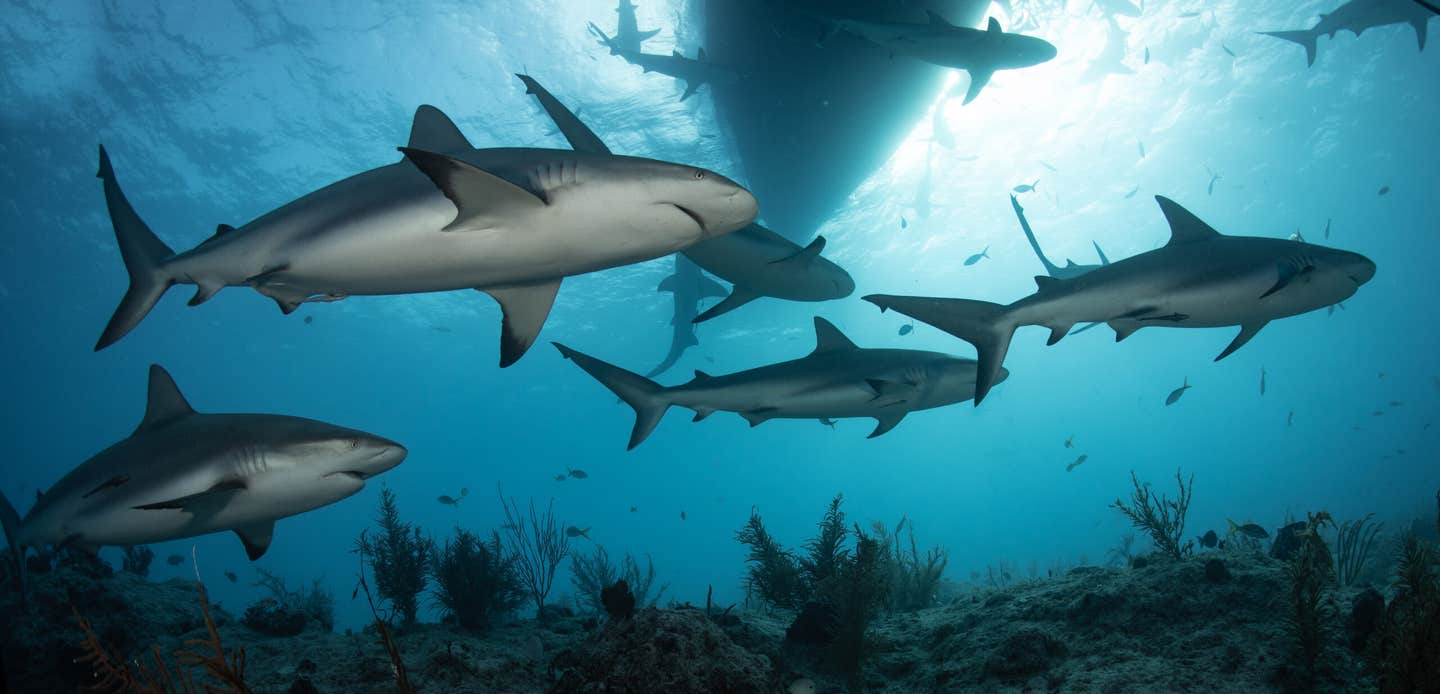 Micro-CT scans uncovered how six shark species carry spinal designs tuned to their distinct swimming styles.
