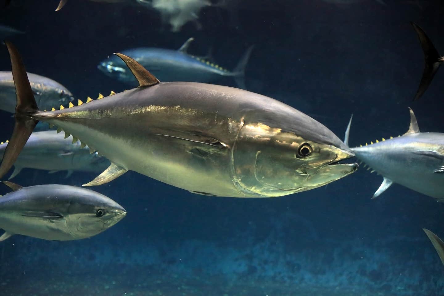 Tuna evolution after asteroid extinction unfolded slowly, as size and warm-blooded traits appeared millions of years apart.