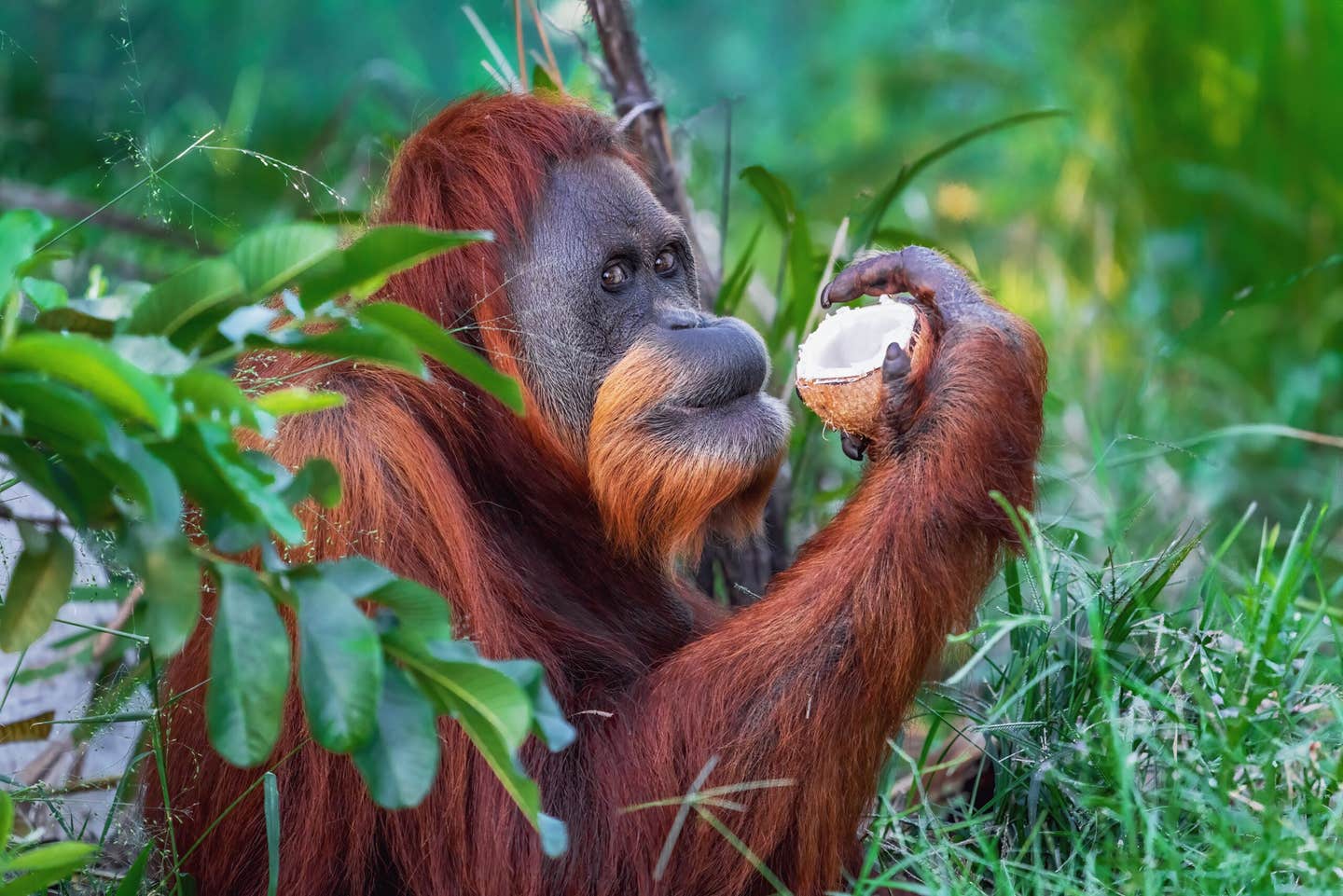 Wild Bornean orangutans ate certain medicinal plants together more often than chance would predict.
