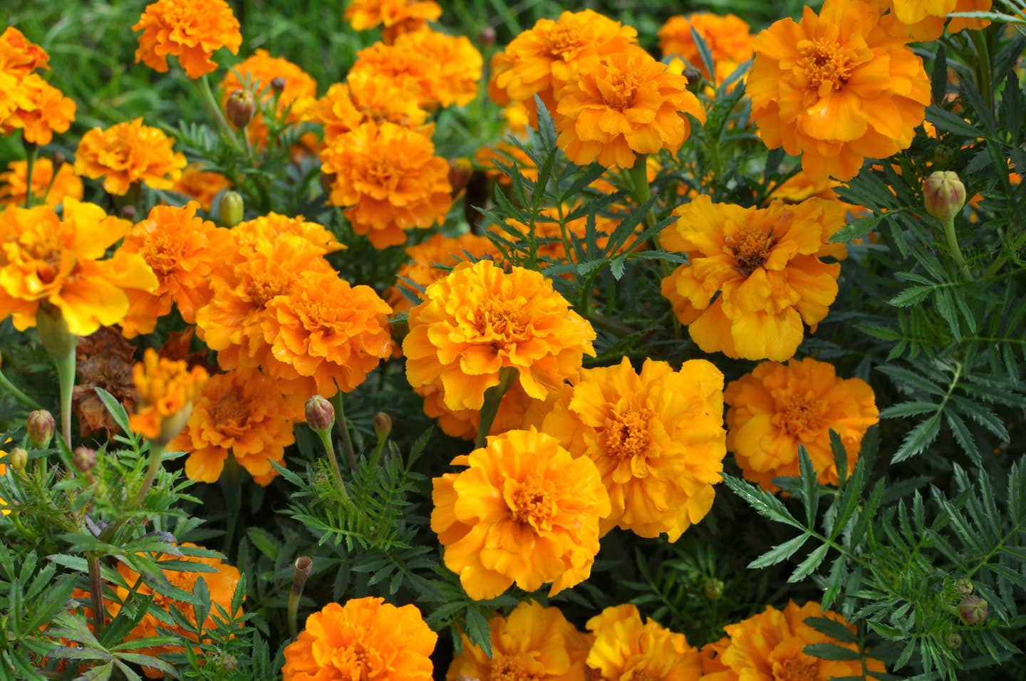 Researchers found marigold proteins can withstand heat, bind oil and water, and support more sustainable food production.