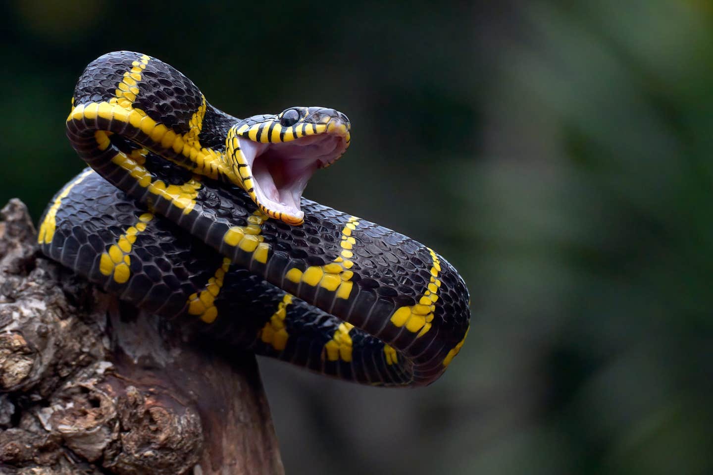 Carefully chosen snake proteins blocked lethal viper venom, pointing toward a recombinant alternative to antibody antivenoms.