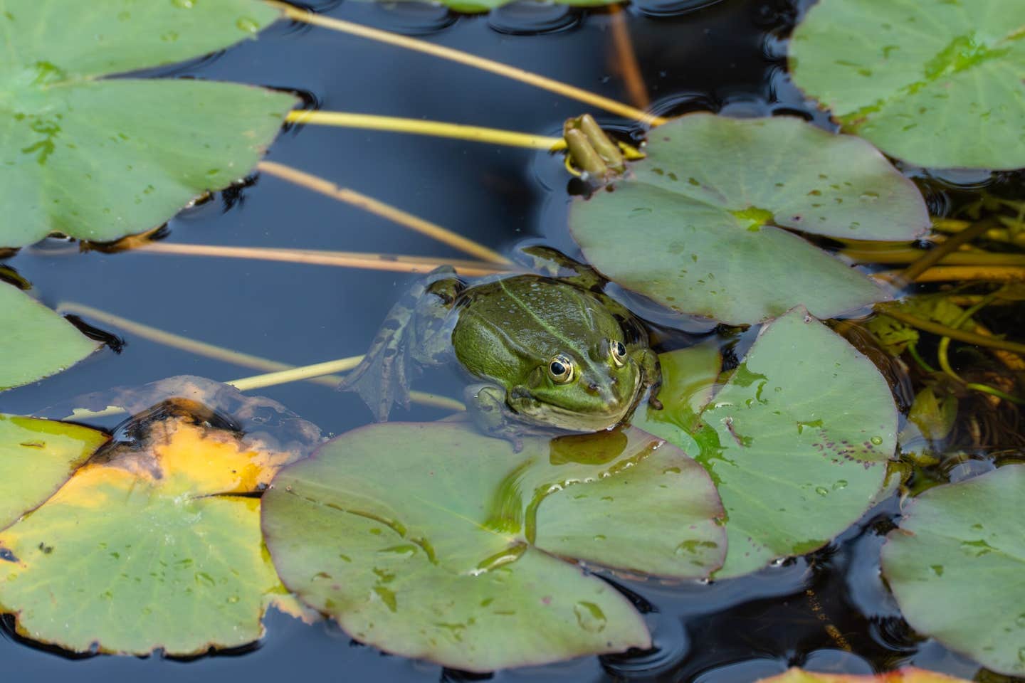 A study finds that tadpoles eat differently in warmer water, yet diet cannot fully protect them from climate-driven changes.