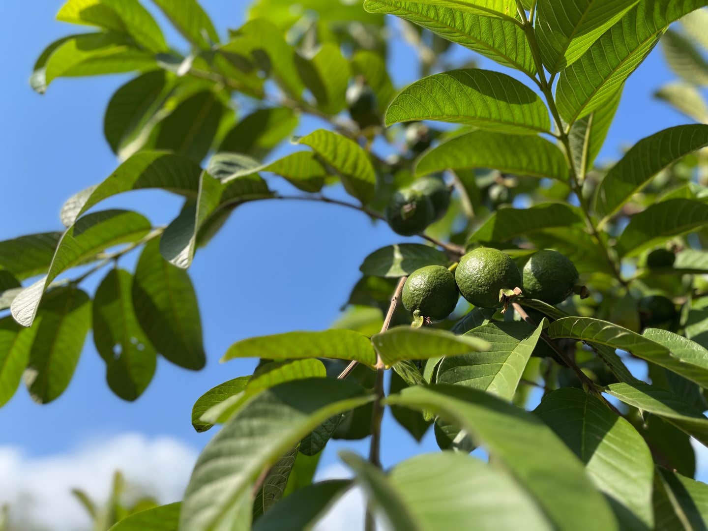 A rat study links water-based guava extract with lower glucose, healthier blood lipids and reduced oxidative damage.