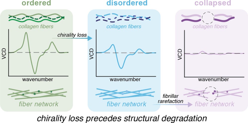 A graphical abstract of the study. (CREDIT: ACS Nano)