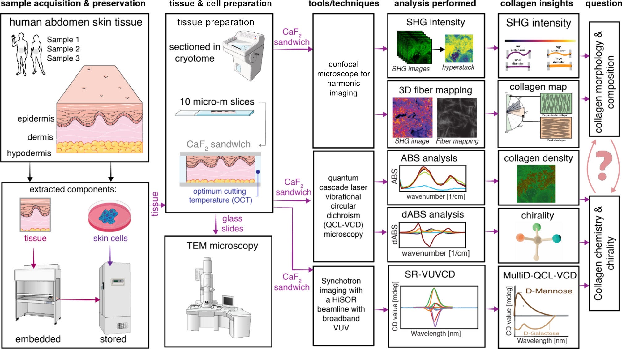 Investigation of collagen composition and chirality of mid-aged human skin. Illustrations highlighting the multimeasurement tools used to analyze collagen tissue across both length and chemical scales.