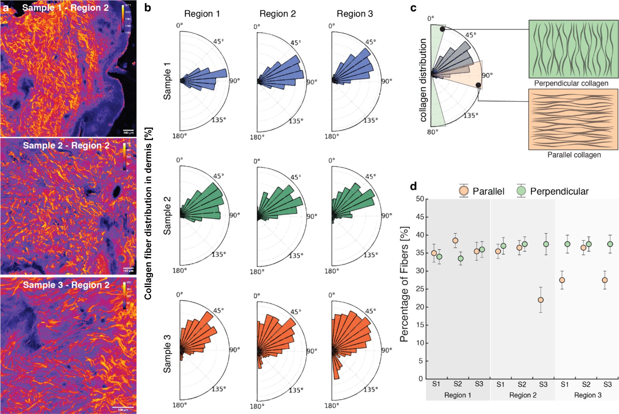 Compositional distribution of collagen fibers in the skin dermis across samples.