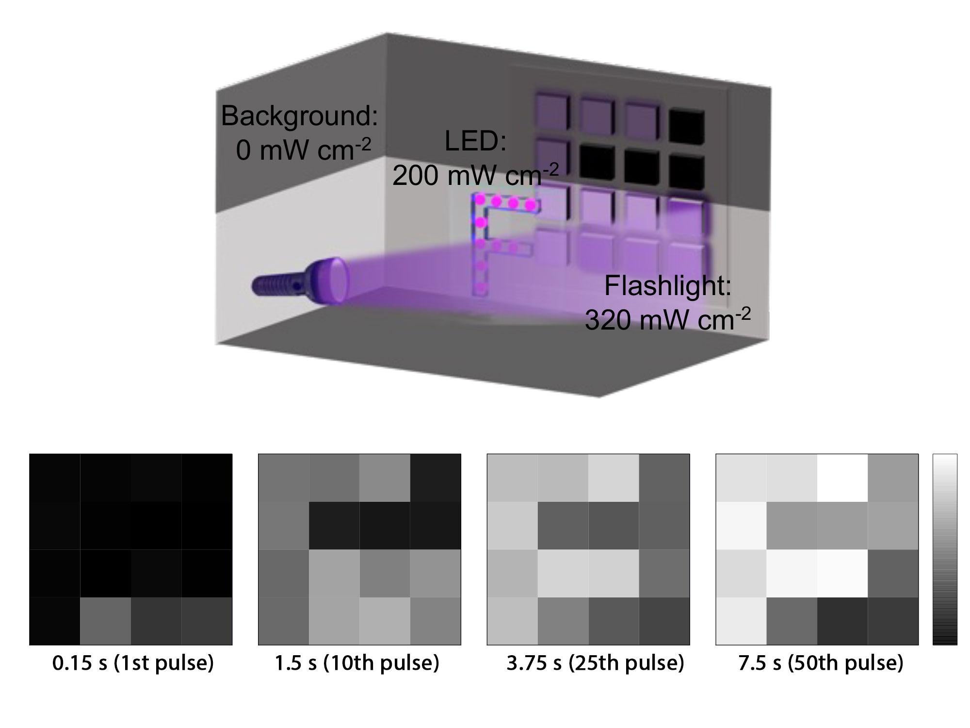 The top figure showcases the experimental setup, where researchers brightly illuminated a LED “F” over a slightly darker, changing LED backdrop. The bottom figure visualizes the lighting information processed by the neural network during the experiment. In just seconds, the neural network adapts to mixed lighting conditions to accurately distinguish the presented “F.” 