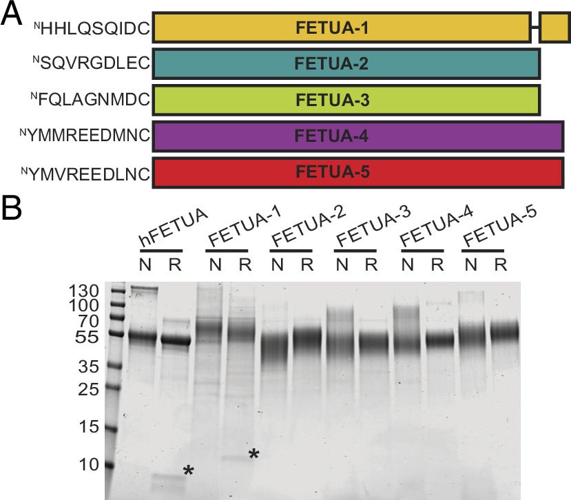 The evolutionarily novel Crotalus FETUA proteins are single-chain molecules distinguished by their N termini.