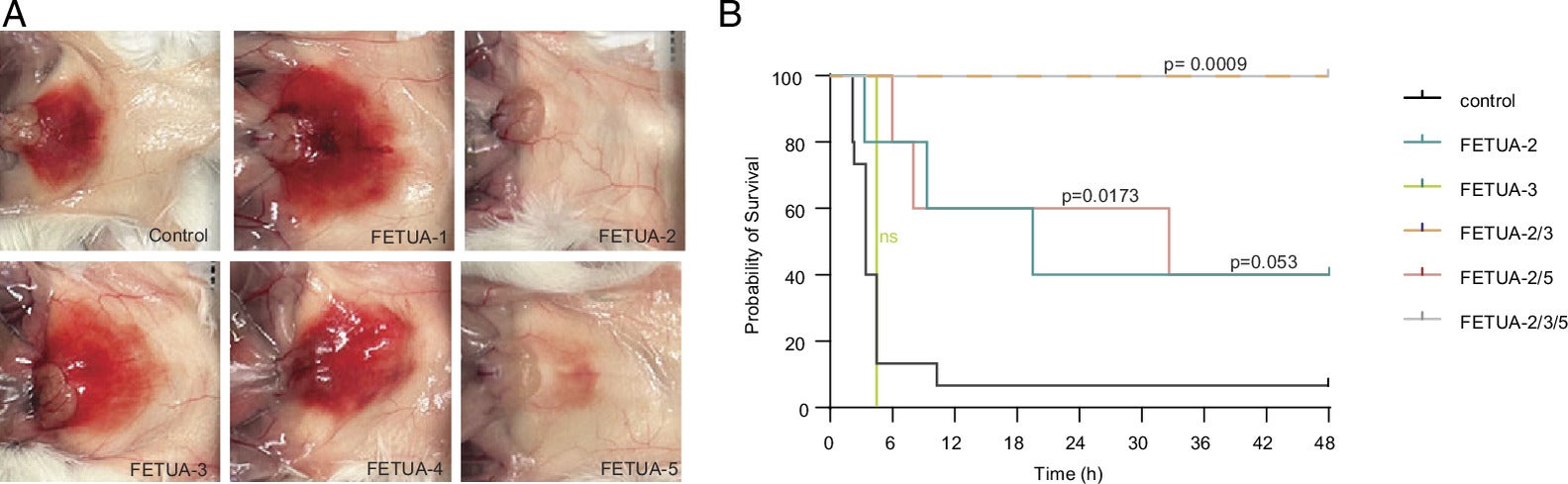 Inhibition of C. atrox venom hemorrhagic and lethal activities by FETUA proteins.