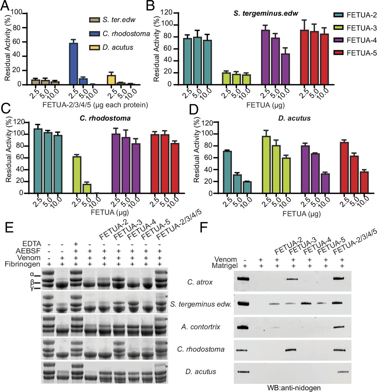 C. atrox FETUA proteins inhibit venom metalloproteinases in vitro from evolutionarily distant species.